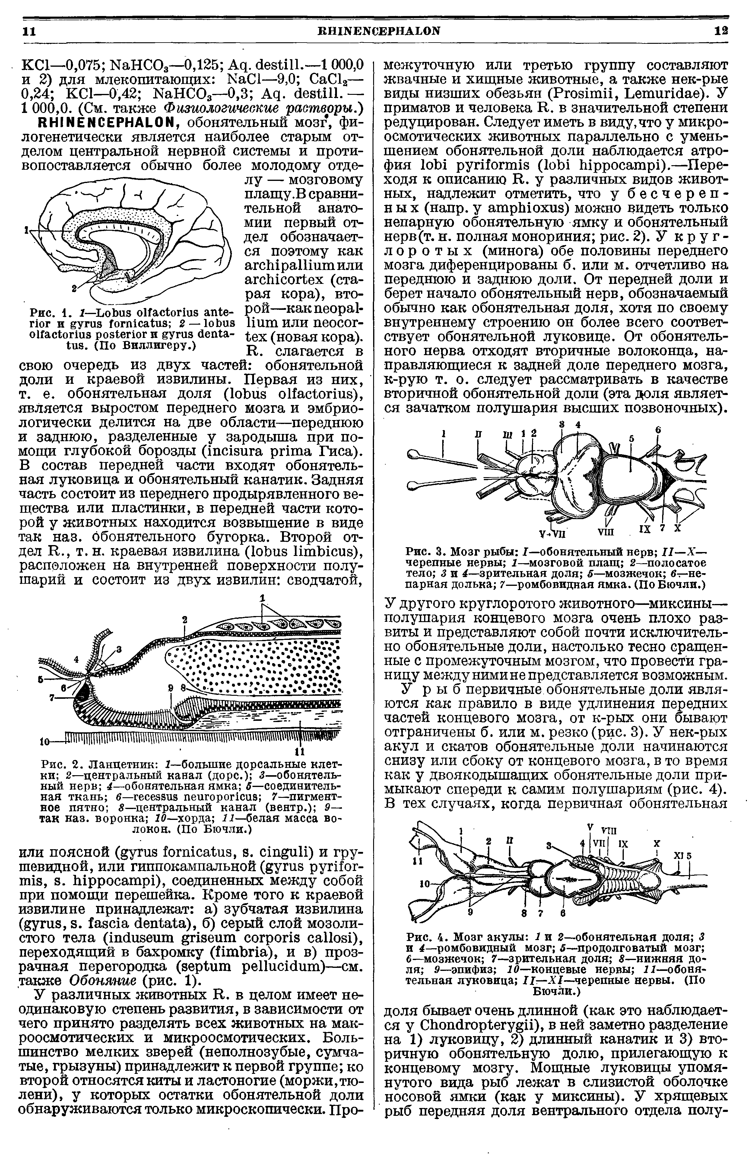 Рис. 4. Мозг акулы 1 и 2—обонятельная доля 3 и 4—ромбовидный мозг 5—продолговатый мозг б—мозжечок 7—зрительная доля 8—нижняя доля 9—эпифиз 10—концевые нервы 11—обонятельная луковица II—XI—черепные нервы. (По Бючли.)...