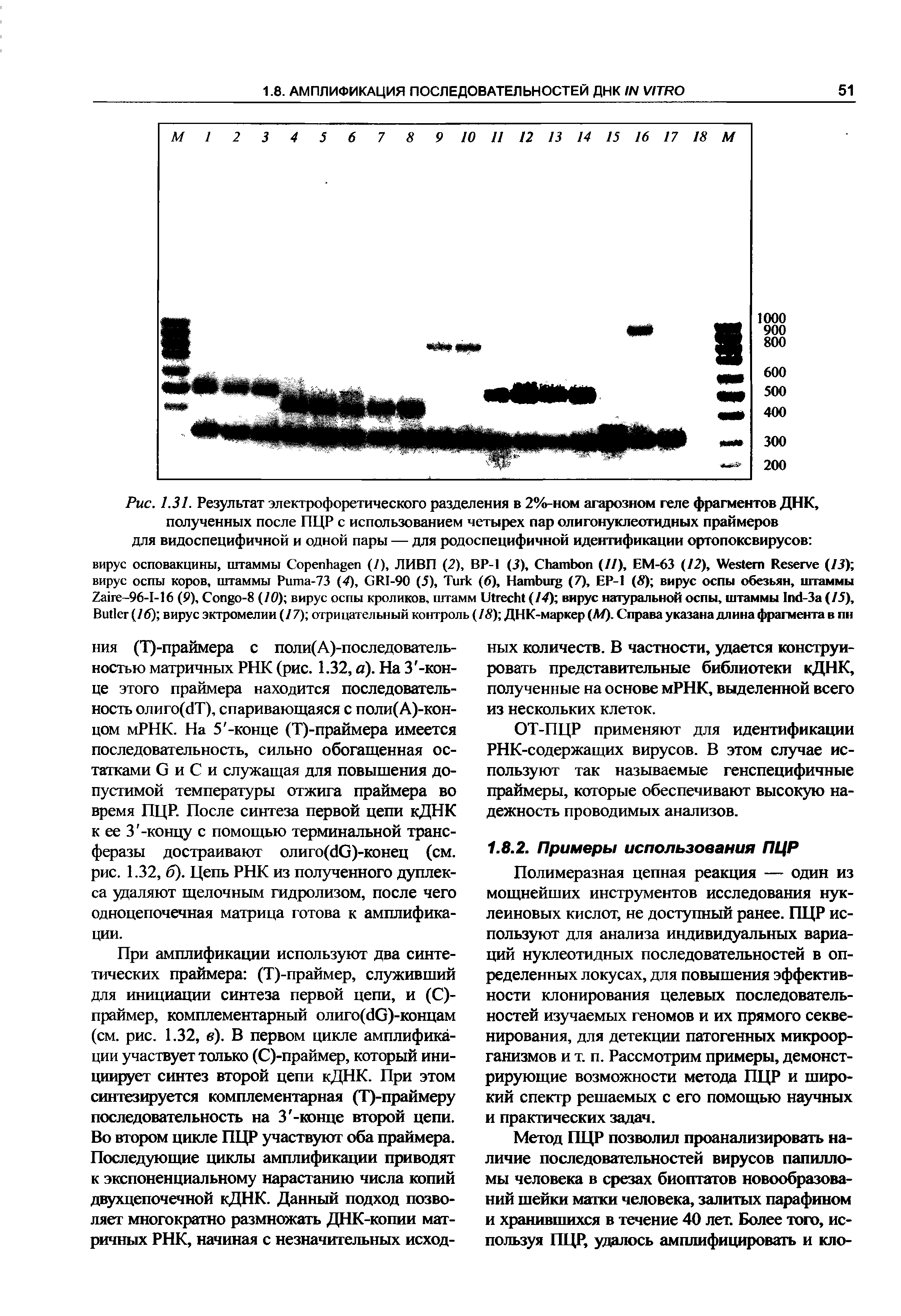 Рис. 1.31. Результат электрофоретического разделения в 2%-ном агарозном геле фрагментов ДНК, полученных после ПЦР с использованием четырех пар олигонуклеотидных праймеров для видоспецифичной и одной пары — для родоспецифичной идентификации ортопоксвирусов ...