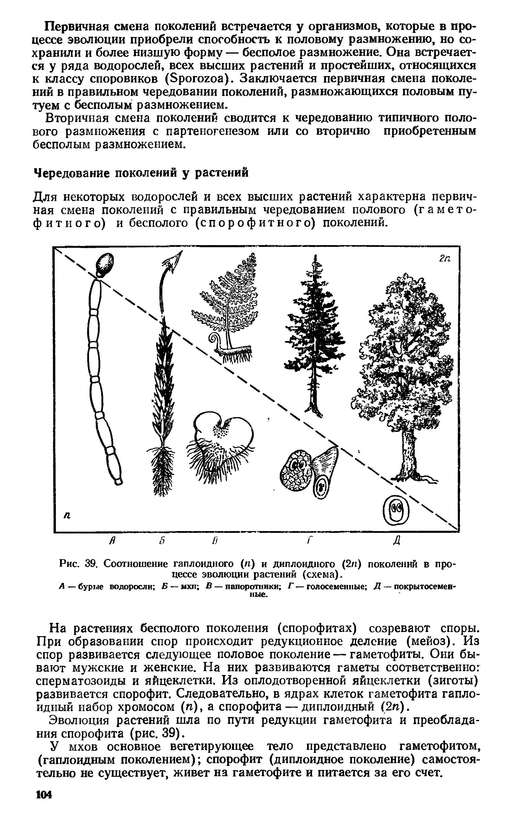 Рис. 39. Соотношение гаплоидного (к) и диплоидного (2п) поколений в процессе эволюции растений (схема).