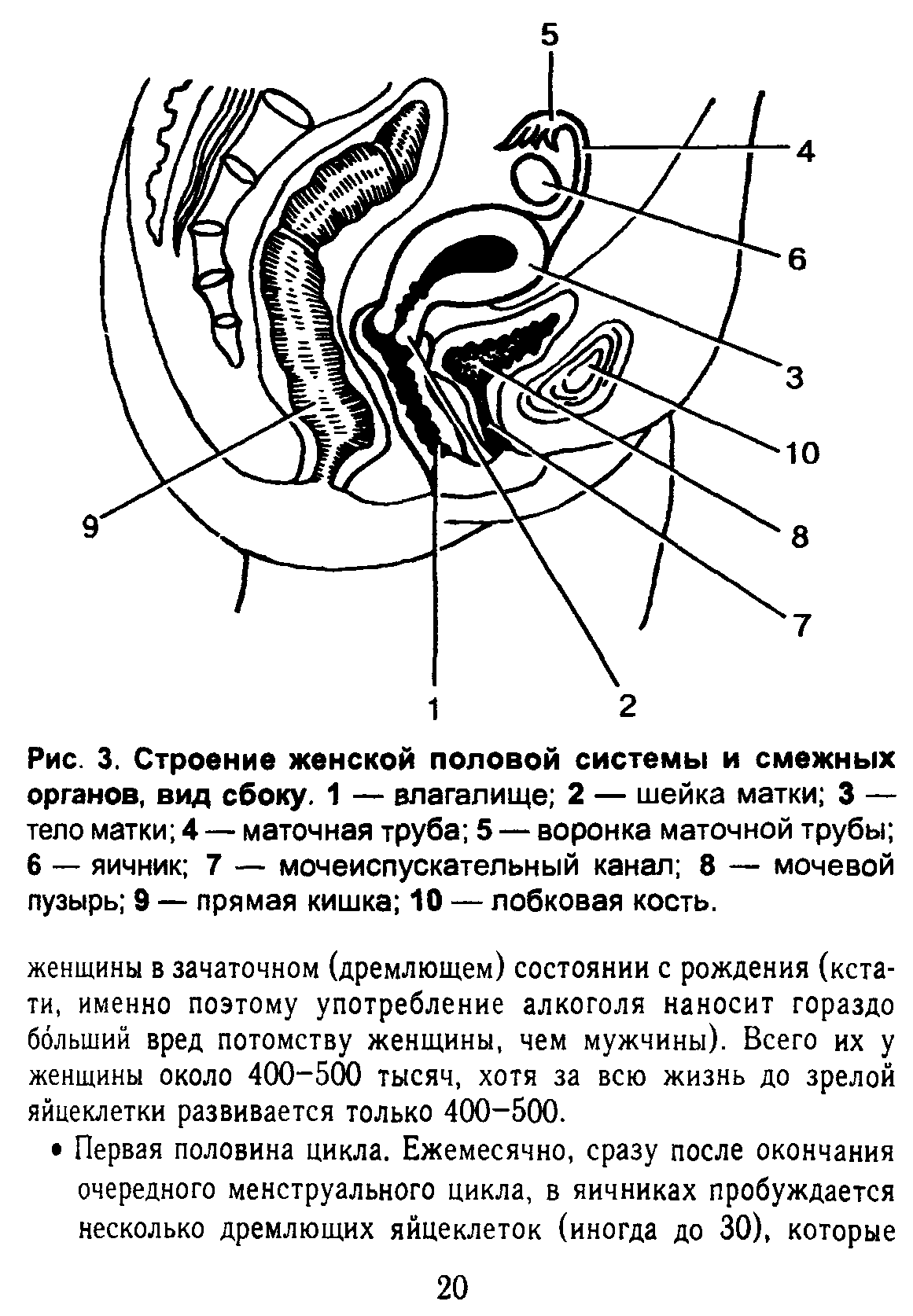 Рис. 3. Строение женской половой системы и смежных органов, вид сбоку. 1 — влагалище 2 — шейка матки 3 — тело матки 4 — маточная труба 5 — воронка маточной трубы 6 — яичник 7 — мочеиспускательный канал 8 — мочевой пузырь 9 — прямая кишка 10 — лобковая кость.