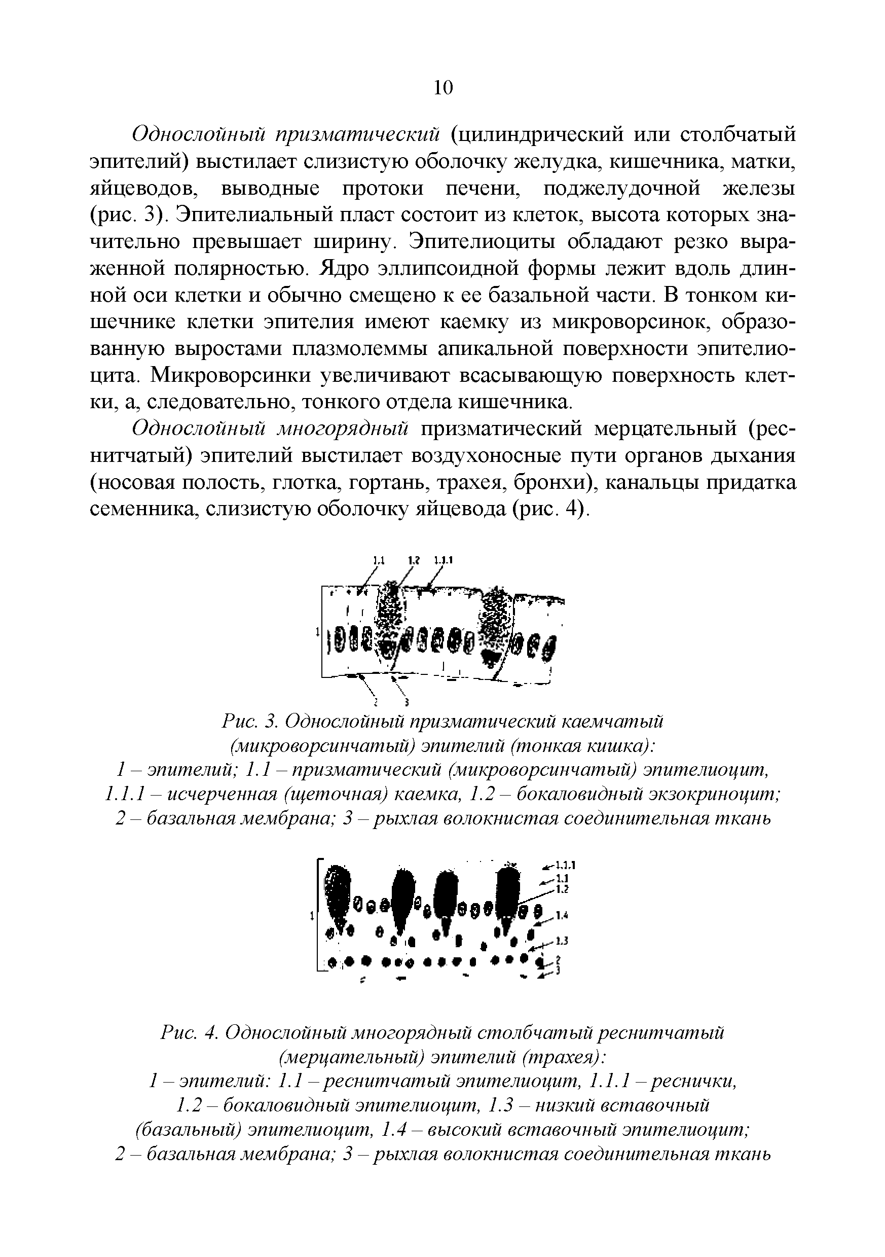 Рис. 4. Однослойный многорядный столбчатый реснитчатый (мерцательный) эпителий (трахея) ...