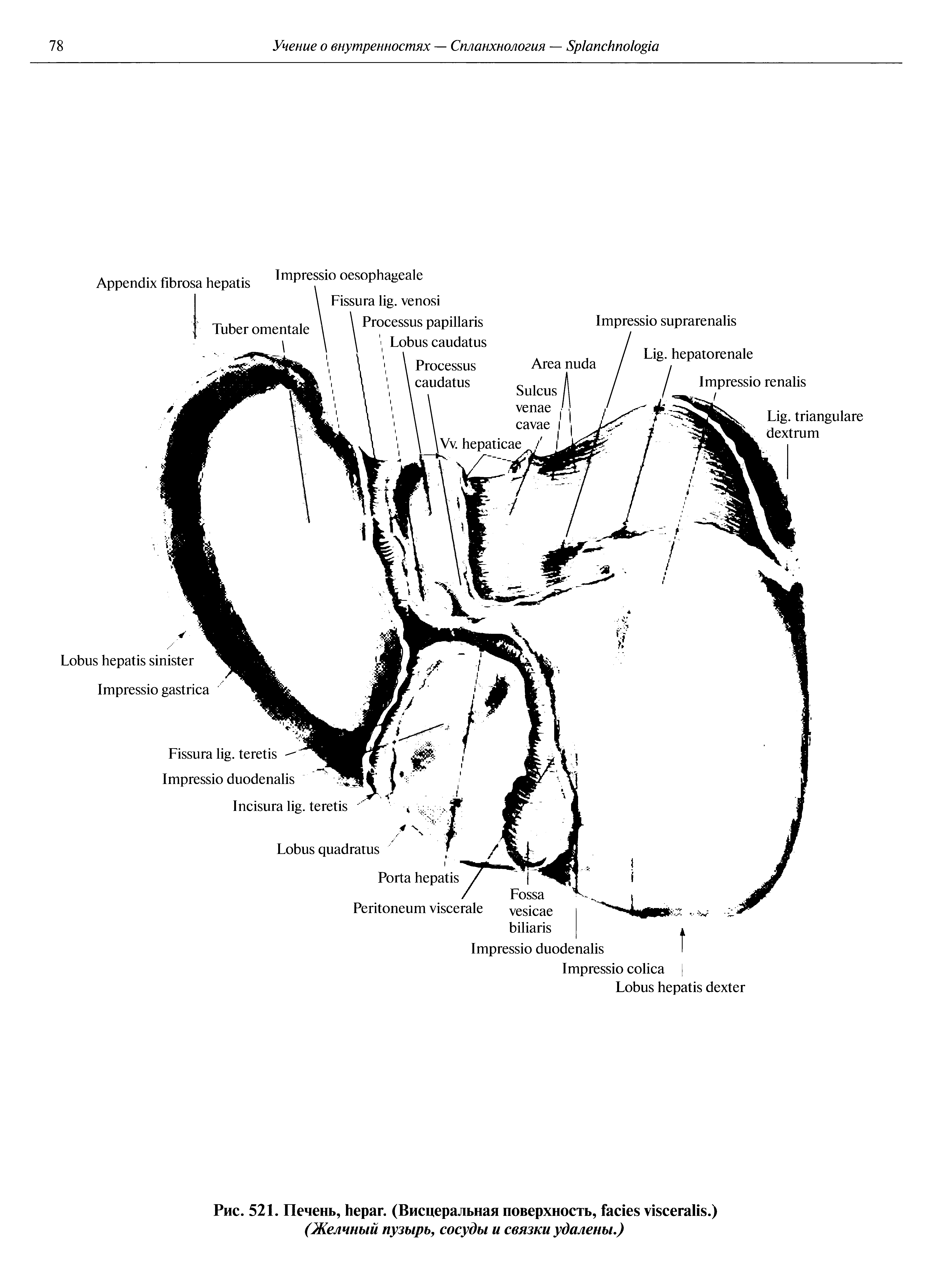 Рис. 521. Печень, . (Висцеральная поверхность, .)...