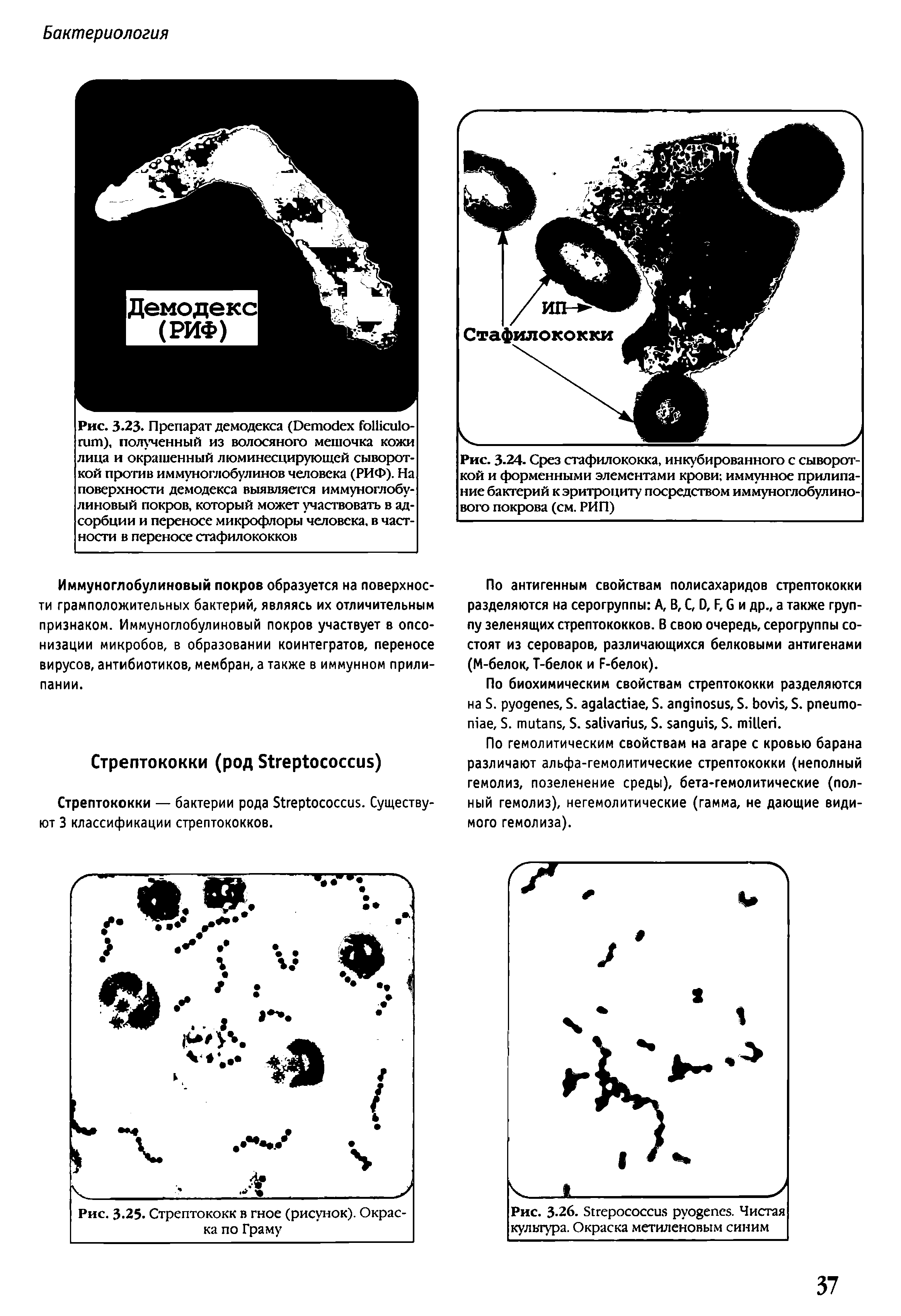 Рис. 3-26. S . Чистая культура. Окраска метиленовым синим...