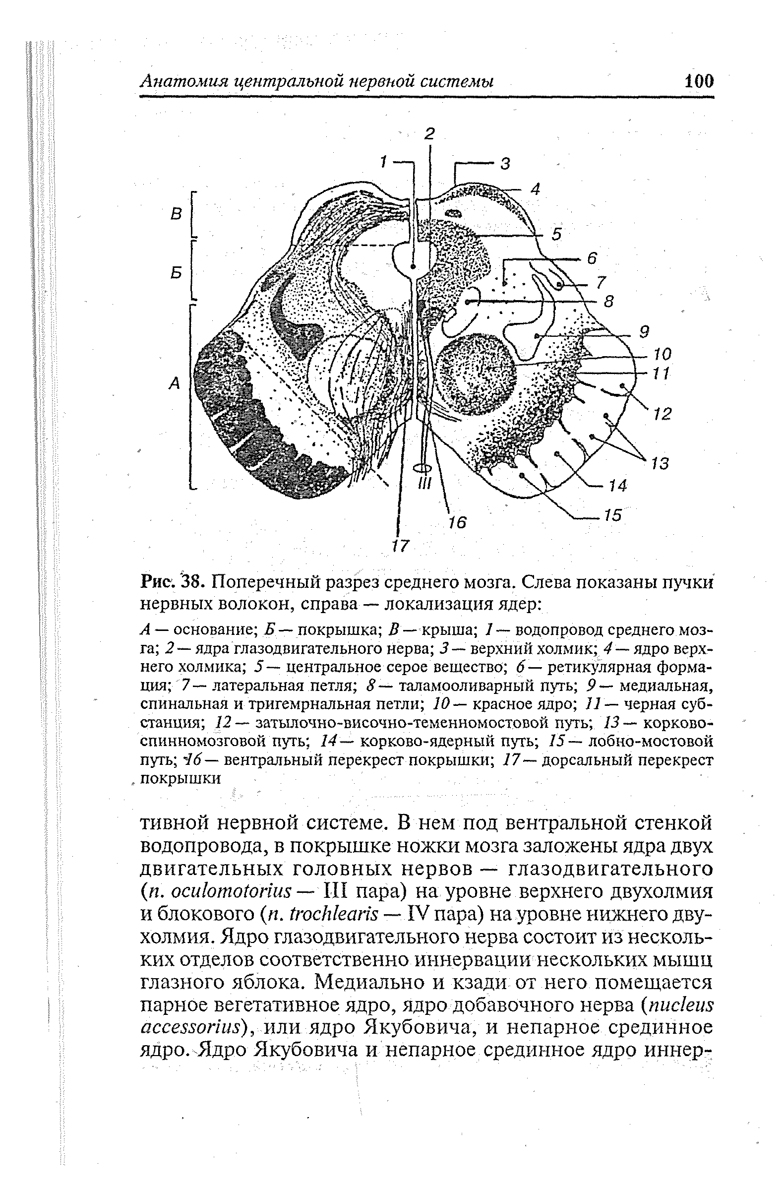 Рис. 38. Поперечный разрез среднего мозга. Слева показаны пучки нервных волокон, справа — локализация ядер ...