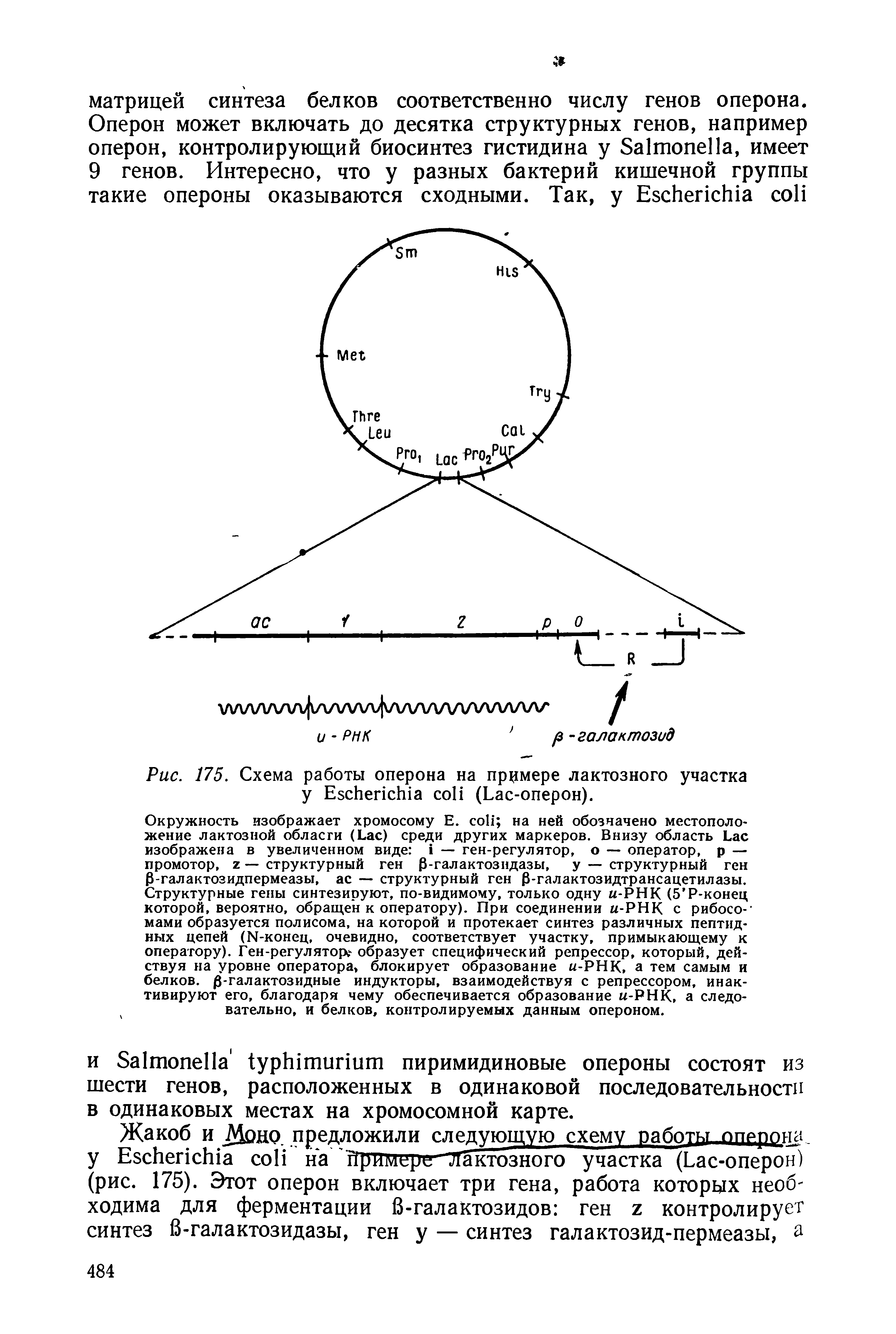 Рис. 175. Схема работы оперона на примере лактозного участка у E (L -оперон).
