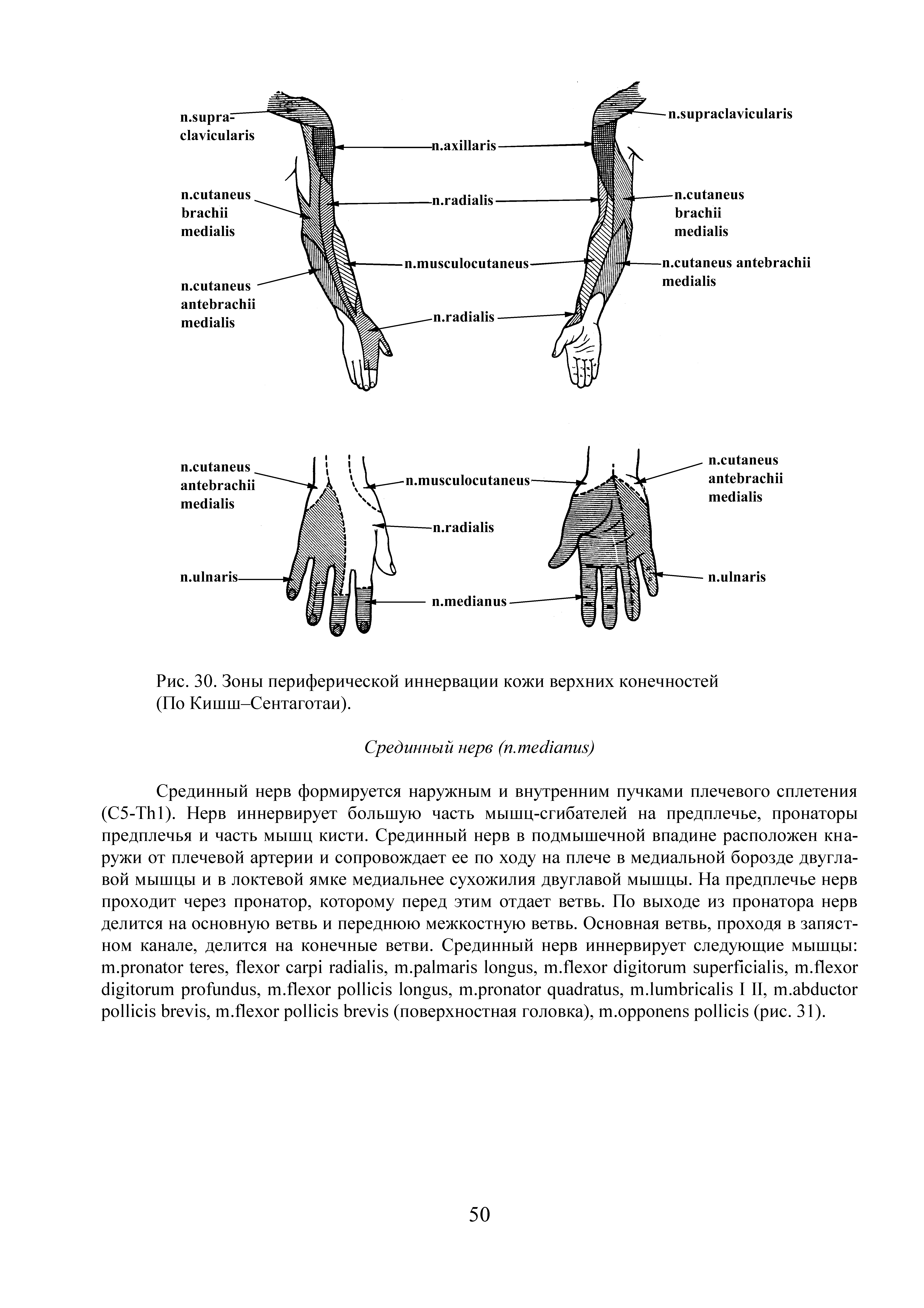 Рис. 30. Зоны периферической иннервации кожи верхних конечностей...