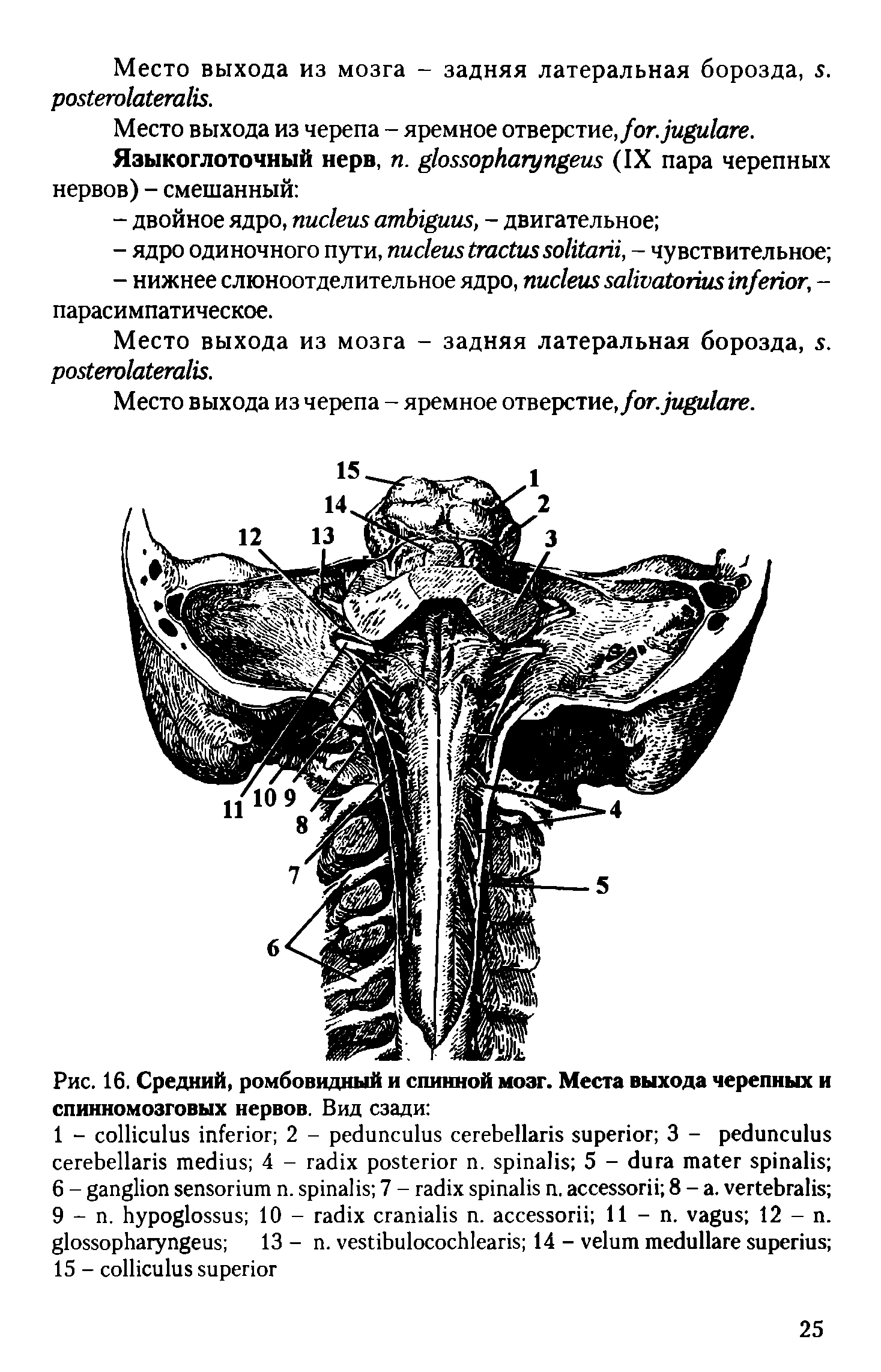 Рис. 16. Средний, ромбовидный и спинной мозг. Места выхода черепных и спинномозговых нервов. Вид сзади ...