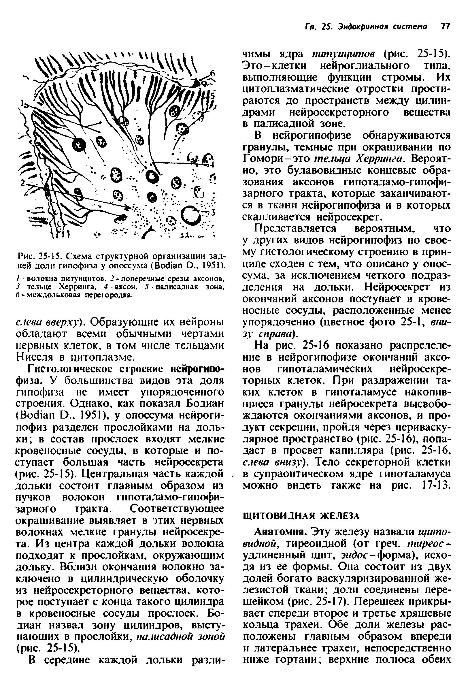 Рис. 25-15. Схема структурной организации задней доли гипофиза у опоссума (ВосНап О., 1951). / - волокна питуицитов. 2-поперечные срезы аксонов. ) тельце Херринга. 4 аксон. 5 палисадная зона, б-междольковая переюродка.