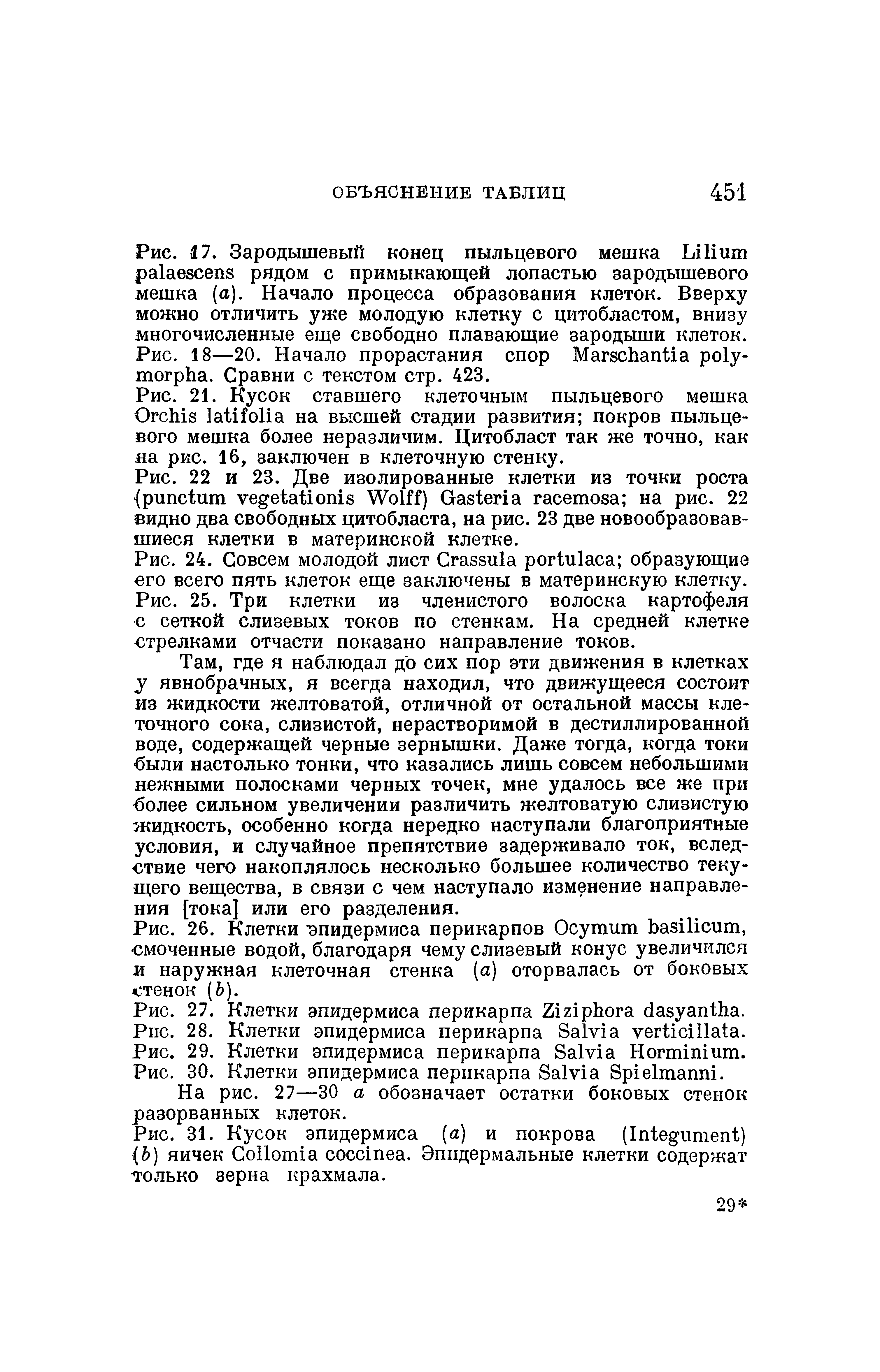 Рис. 26. Клетки эпидермиса перикарпов O , смоченные водой, благодаря чему слизевый конус увеличился и наружная клеточная стенка (а) оторвалась от боковых стенок ( ).