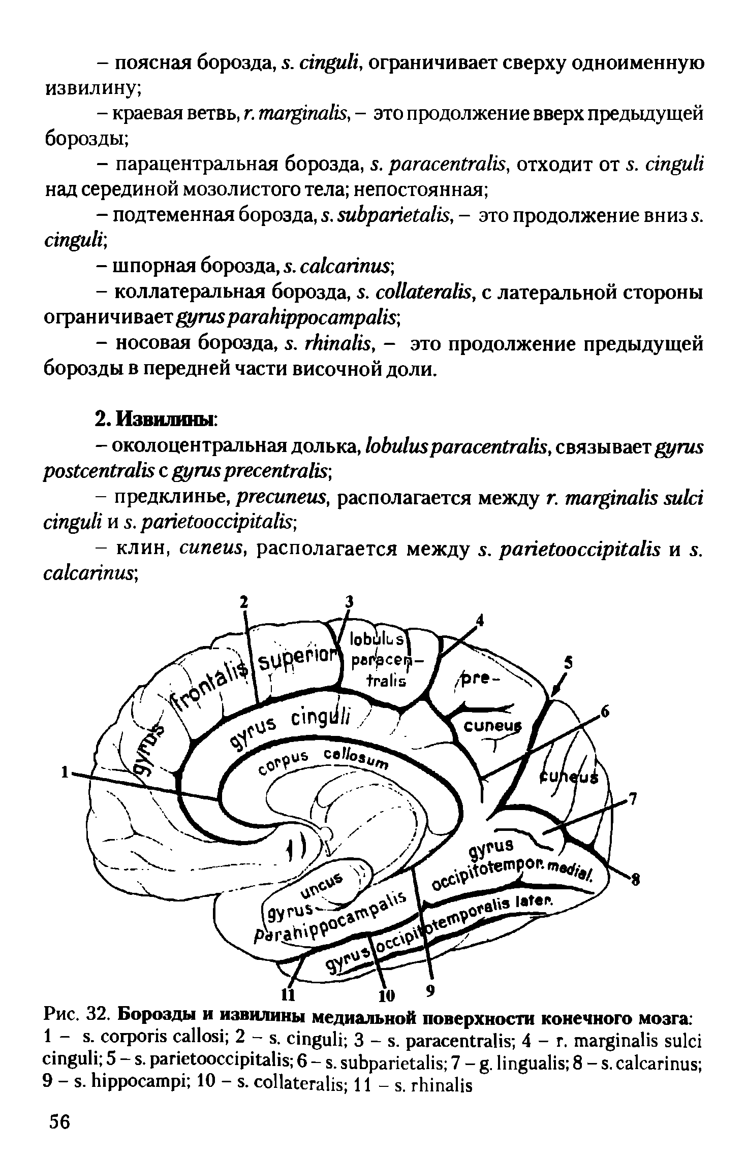 Рис. 32. Борозды и извилины медиальной поверхности конечного мозга ...