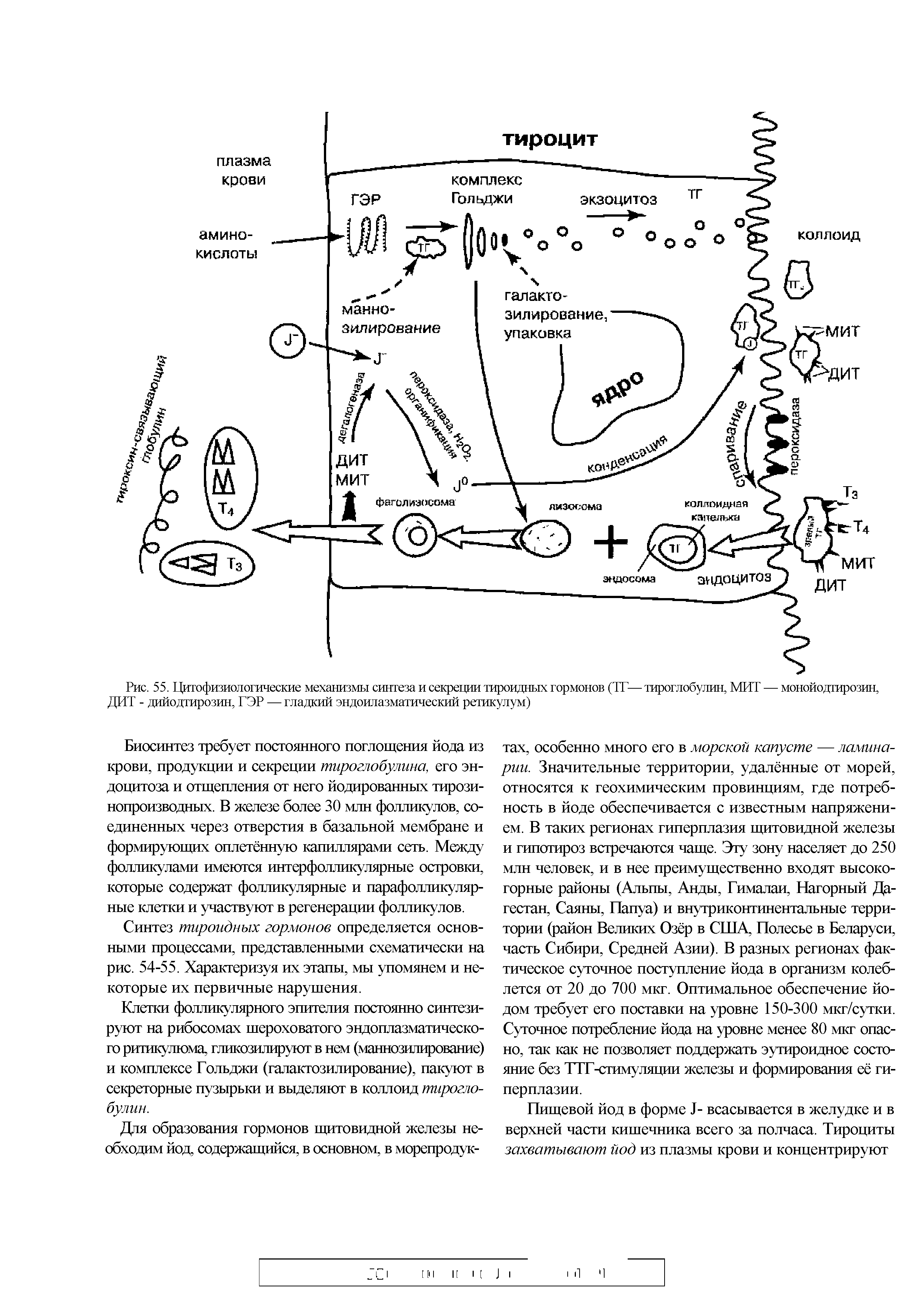Рис. 55. Патофизиологические механизмы синтеза и секреции тироидных гормонов (ТГ— тироглобулин, МИТ — монойодгирозин, ДИТ - дийодтирозин, ГЭР — гладкий эндоплазматический ретикулум)...