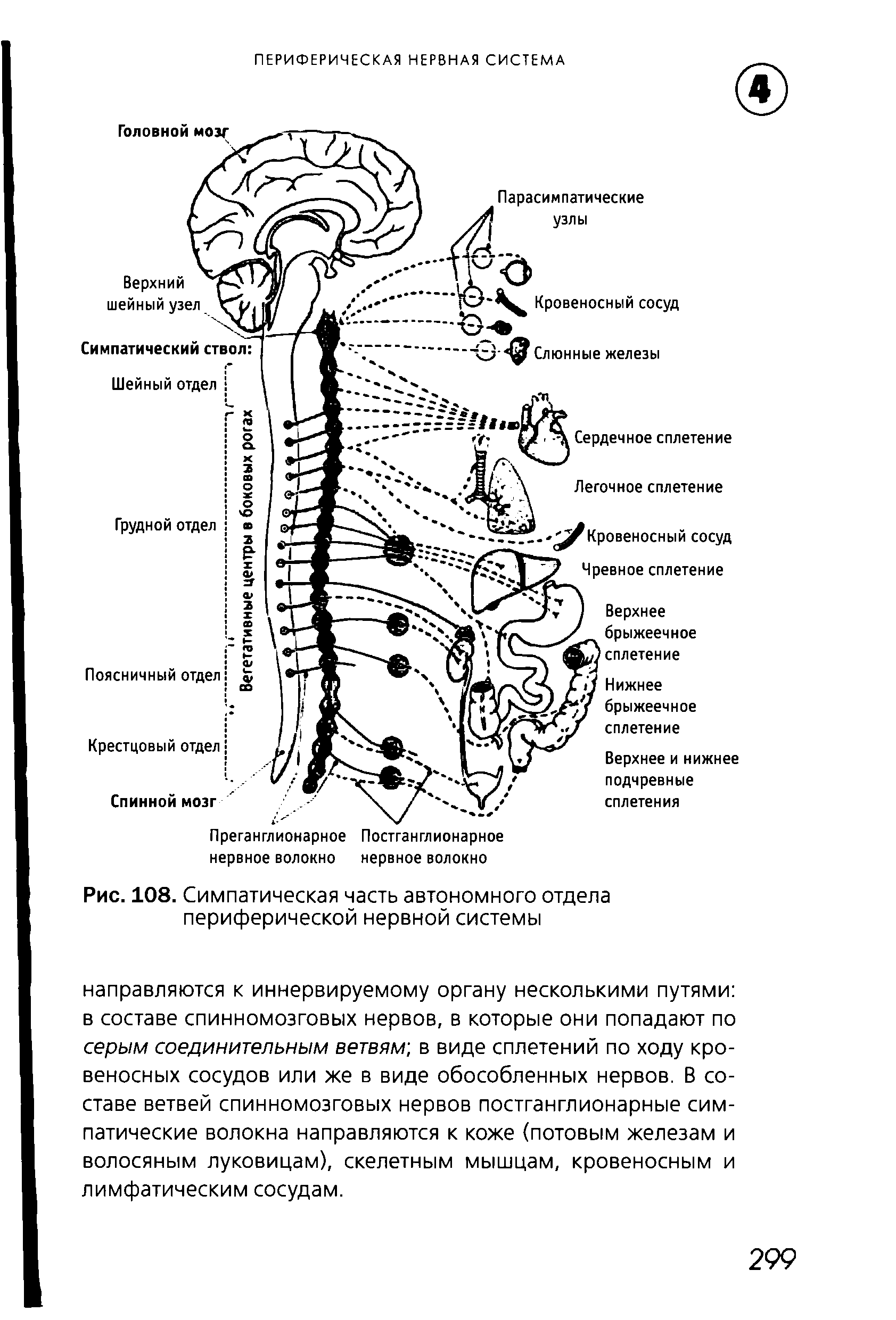 Рис. 108. Симпатическая часть автономного отдела периферической нервной системы...