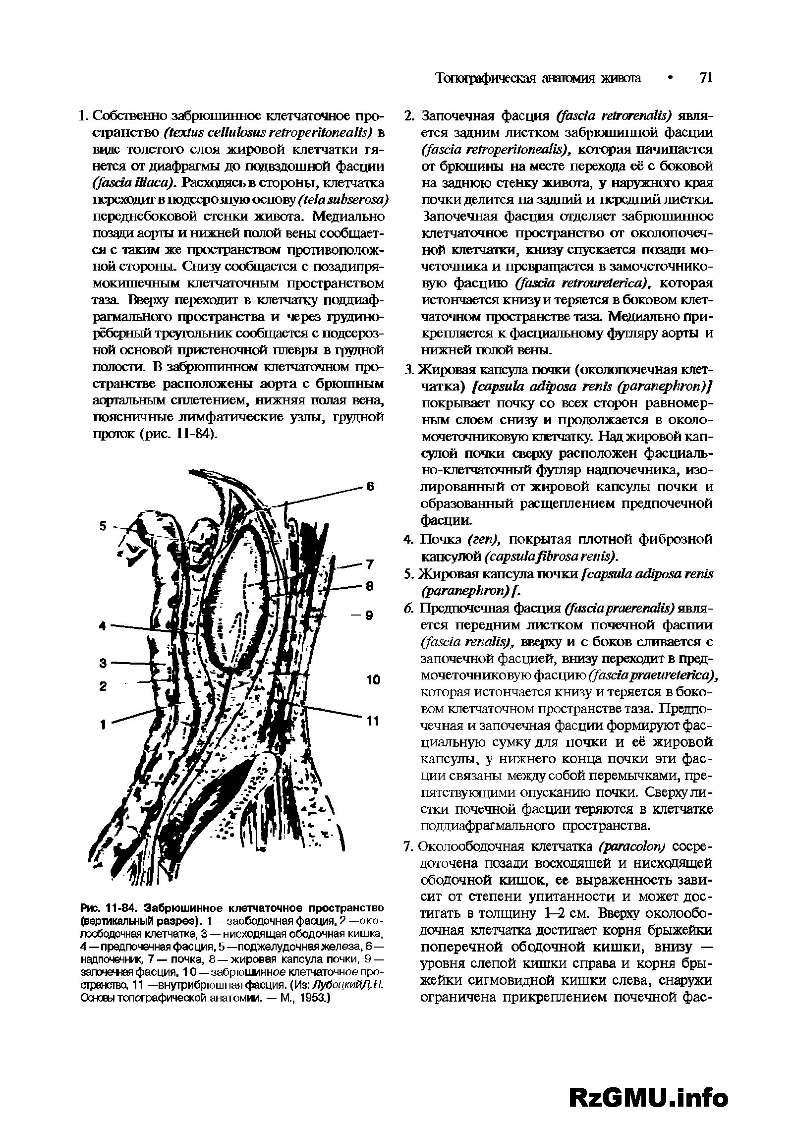 Рис. 11-84. Забрюшинное клетчаточное пространство (вертикальный разрез). 1 —заободочная фасция, 2 —око-лосбодрчная клетчатка, 3 — нисходящая ободочная кишка, 4—предпочечная фасция, 5 —поджелудочная железа, 6— надпочечник, 7 — почка, 8 —жировая капсула почки, 9 — залоченная фасция, 10 — забрюшинное клетчаточное пространство, 11 — внутрибрюшная фасция. (Из ЛубоцкийД.Н. Основы топографической анатомии. — М., 1953.)...