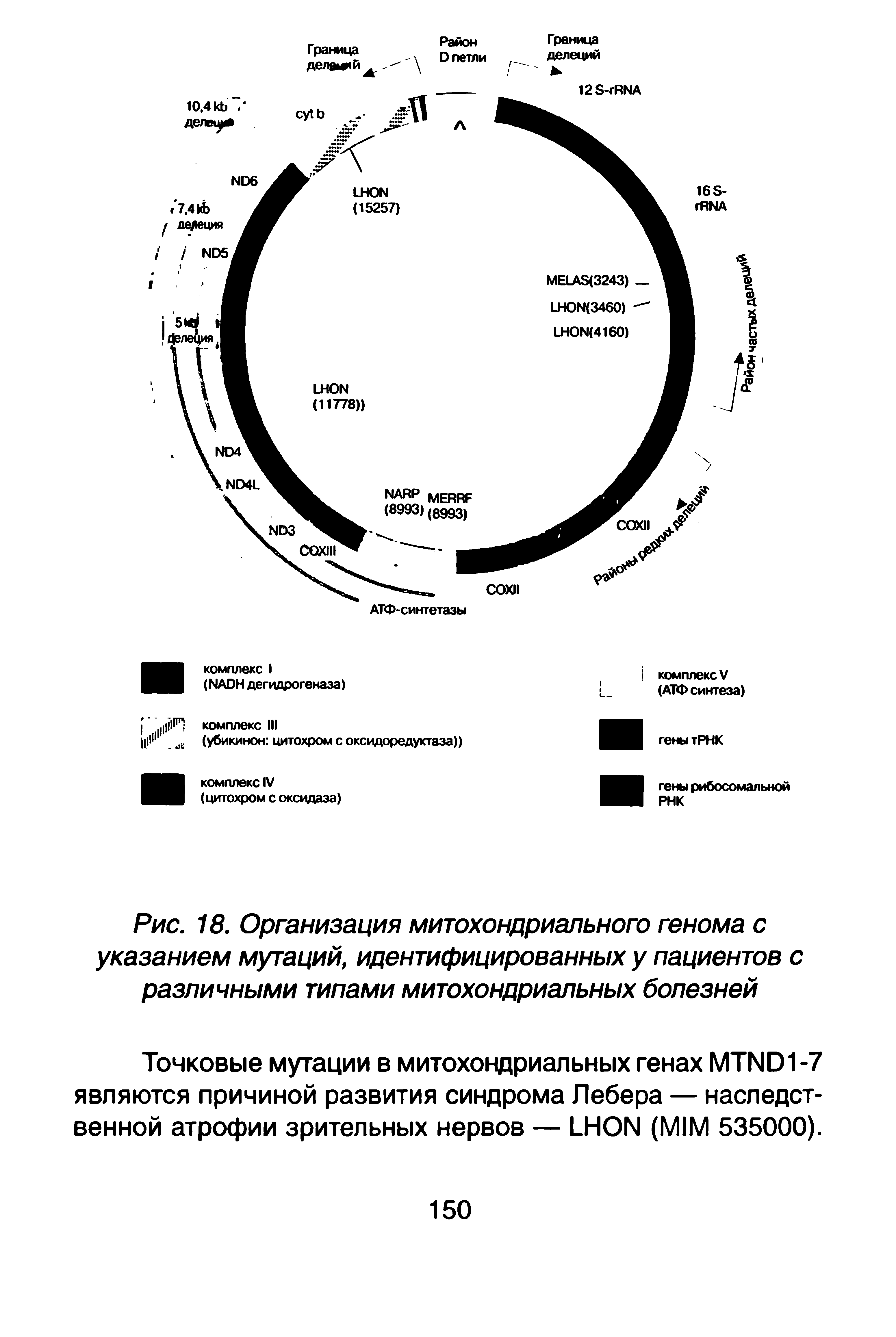 Рис. 18. Организация митохондриального генома с указанием мутаций, идентифицированных у пациентов с различными типами митохондриальных болезней...