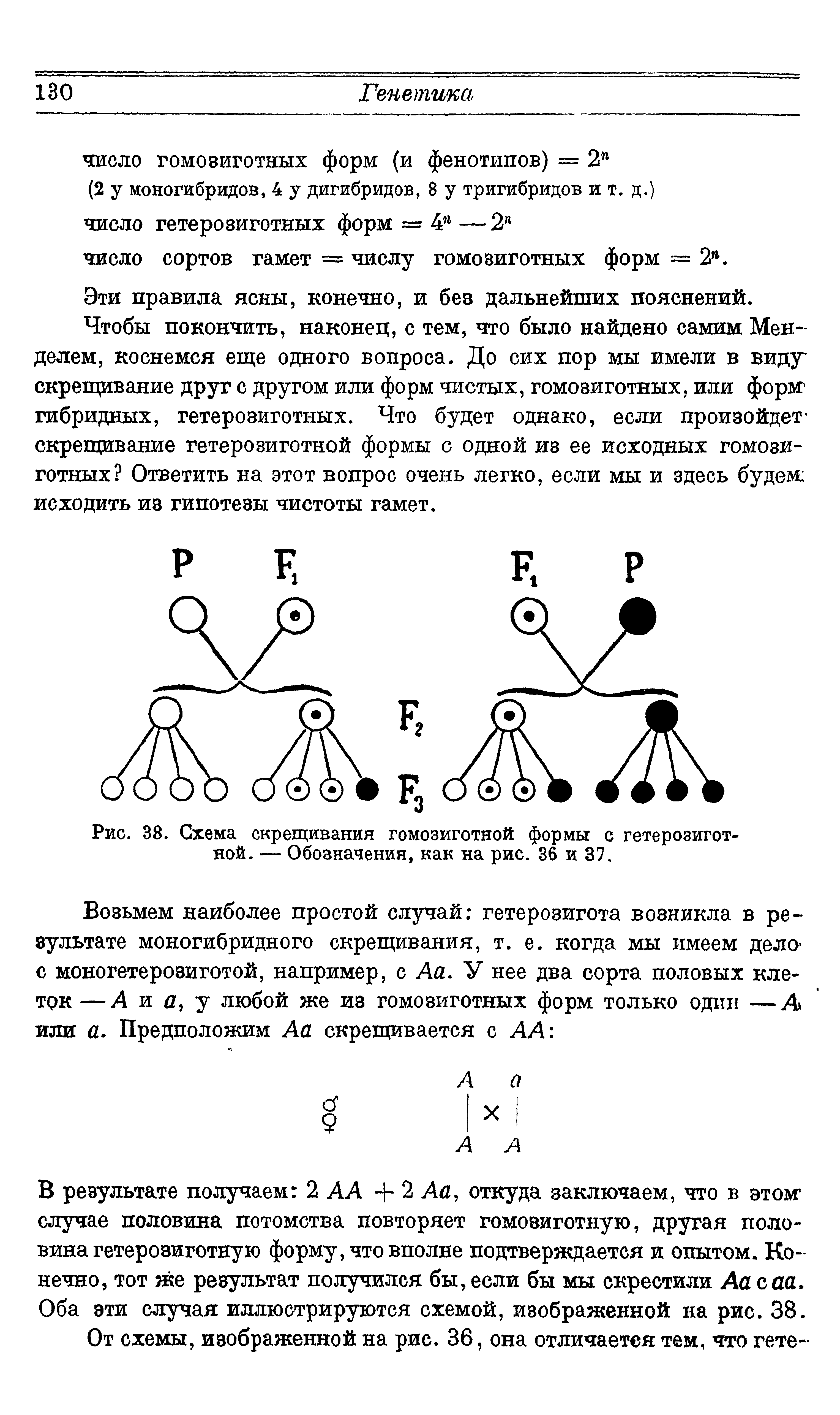 Рис. 38. Схема скрещивания гомозиготной формы с гетерозиготной. — Обозначения, как на рис. 36 и 37.