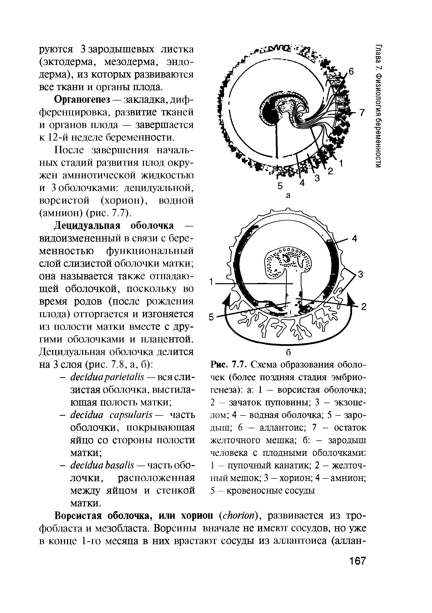 Рис. 7.7. Схема образования оболочек (более поздняя стадия эмбриогенеза) а 1 - ворсистая оболочка 2 — зачаток пуповины 3 - экзоцелом 4 - водная оболочка 5 - зародыш 6 — аллантоис 7 - остаток желточного мешка б — зародыш человека с плодными оболочками 1 — пупочный канатик 2 — желточный мешок 3 — хорион 4 — амнион ...