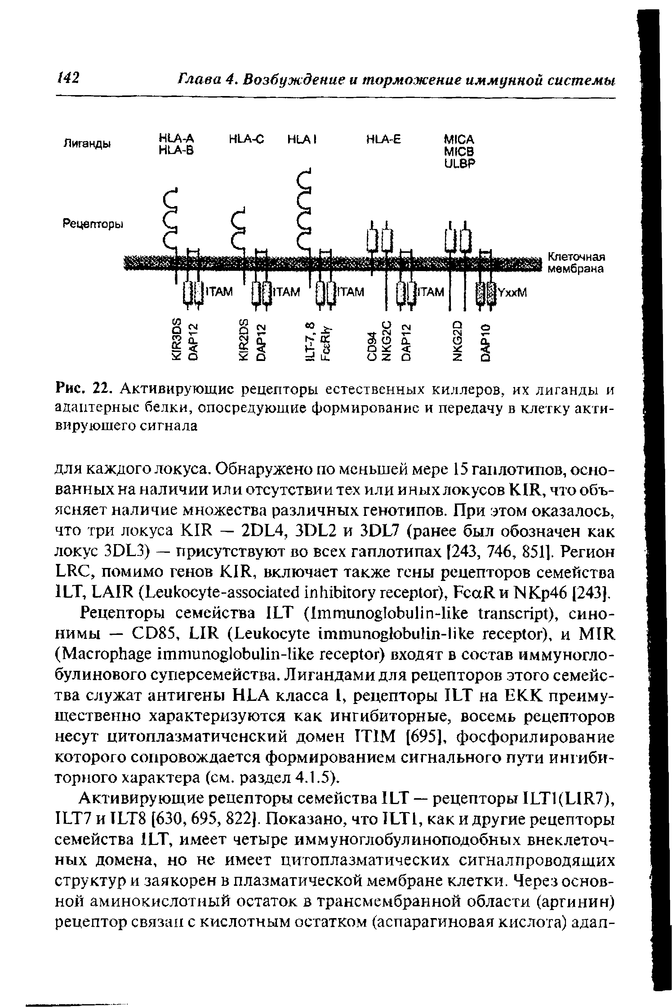 Рис. 22. Активирующие рецепторы естественных киллеров, их лиганды и адаптерные белки, опосредующие формирование и передачу в клетку активирующего сигнала...