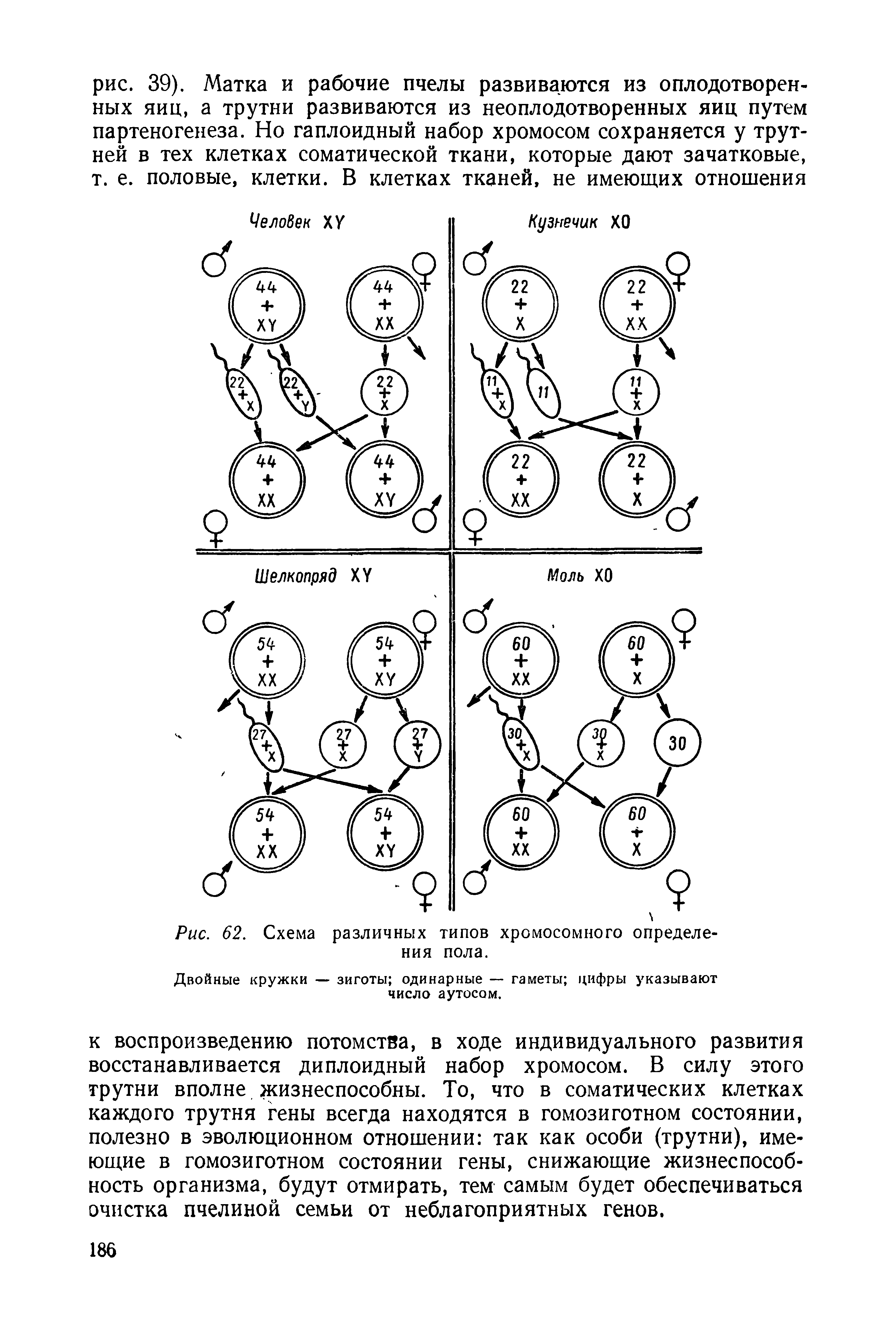Рис. 62. Схема различных типов хромосомного определения пола.