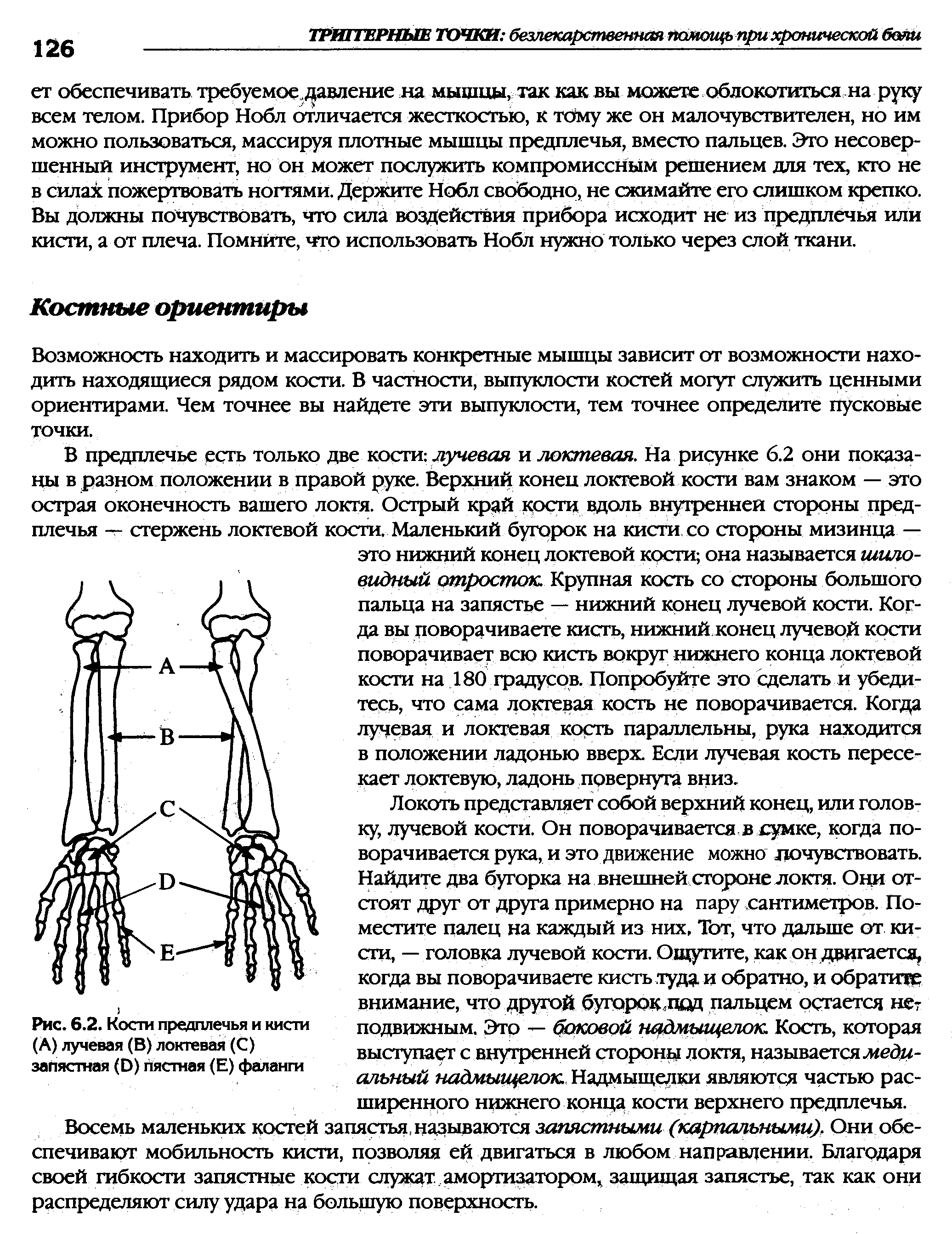 Рис. 6.2. Кости предплечья и кисти (А) лучевая (В) локтевая (С) запястная (й) пястная (Е) фаланги...