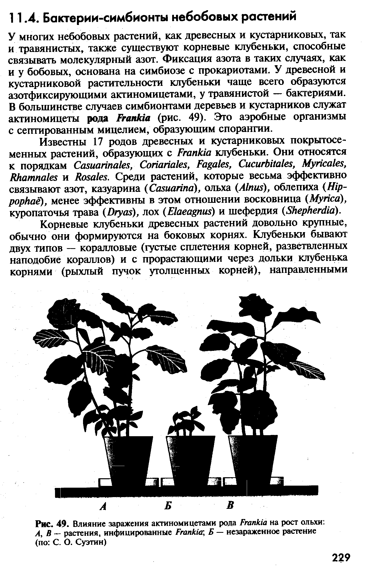 Рис. 49. Влияние заражения актиномицетами рода Бгап/аа на рост ольхи А, В — растения, инфицированные Бгап1аа, Б — незараженное растение (по С. О. Суэтин)...