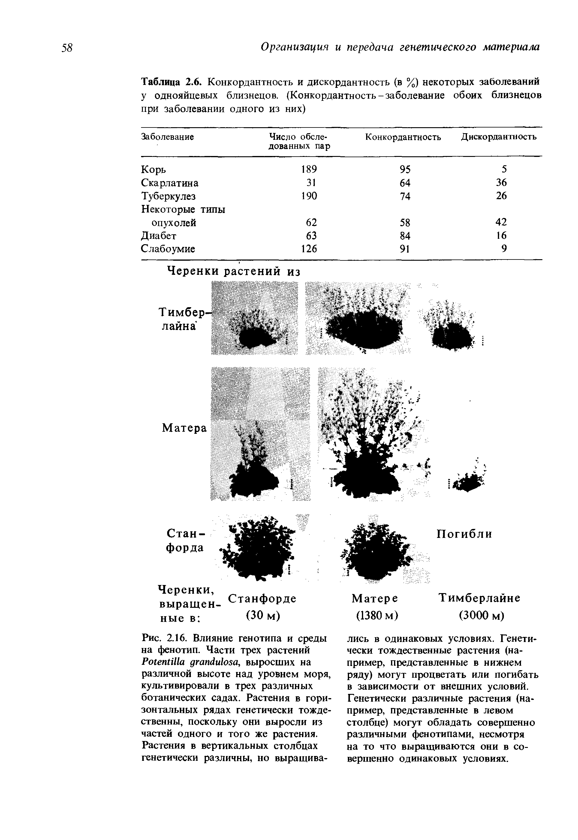 Таблица 2.6. Конкордантность и дискордантность (в %) некоторых заболеваний у однояйцевых близнецов. (Конкордантность-заболевание обоих близнецов при заболевании одного из них)...