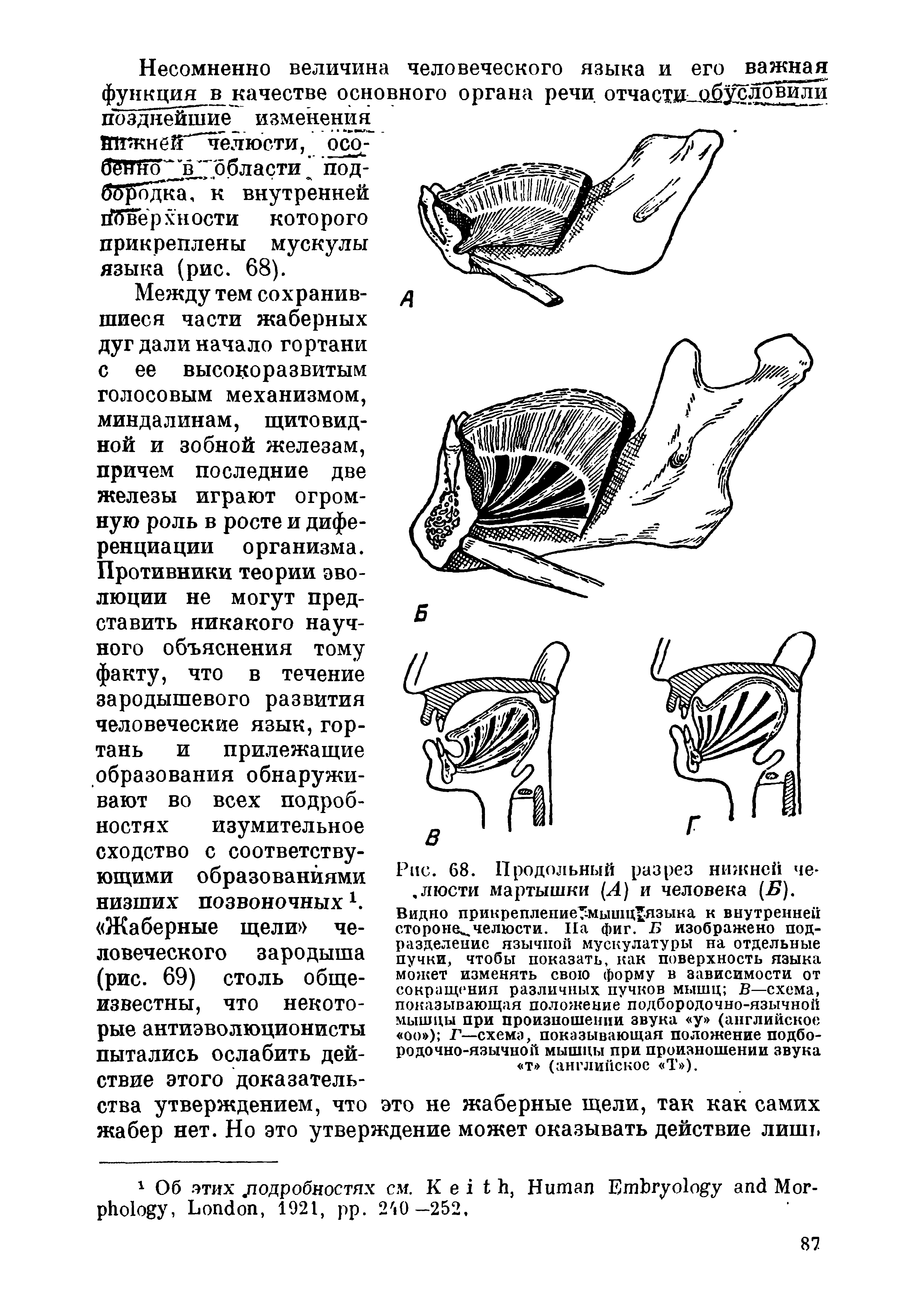 Рис. 68. Продольный разрез нижней четности мартышки (А) и человека (2 ).