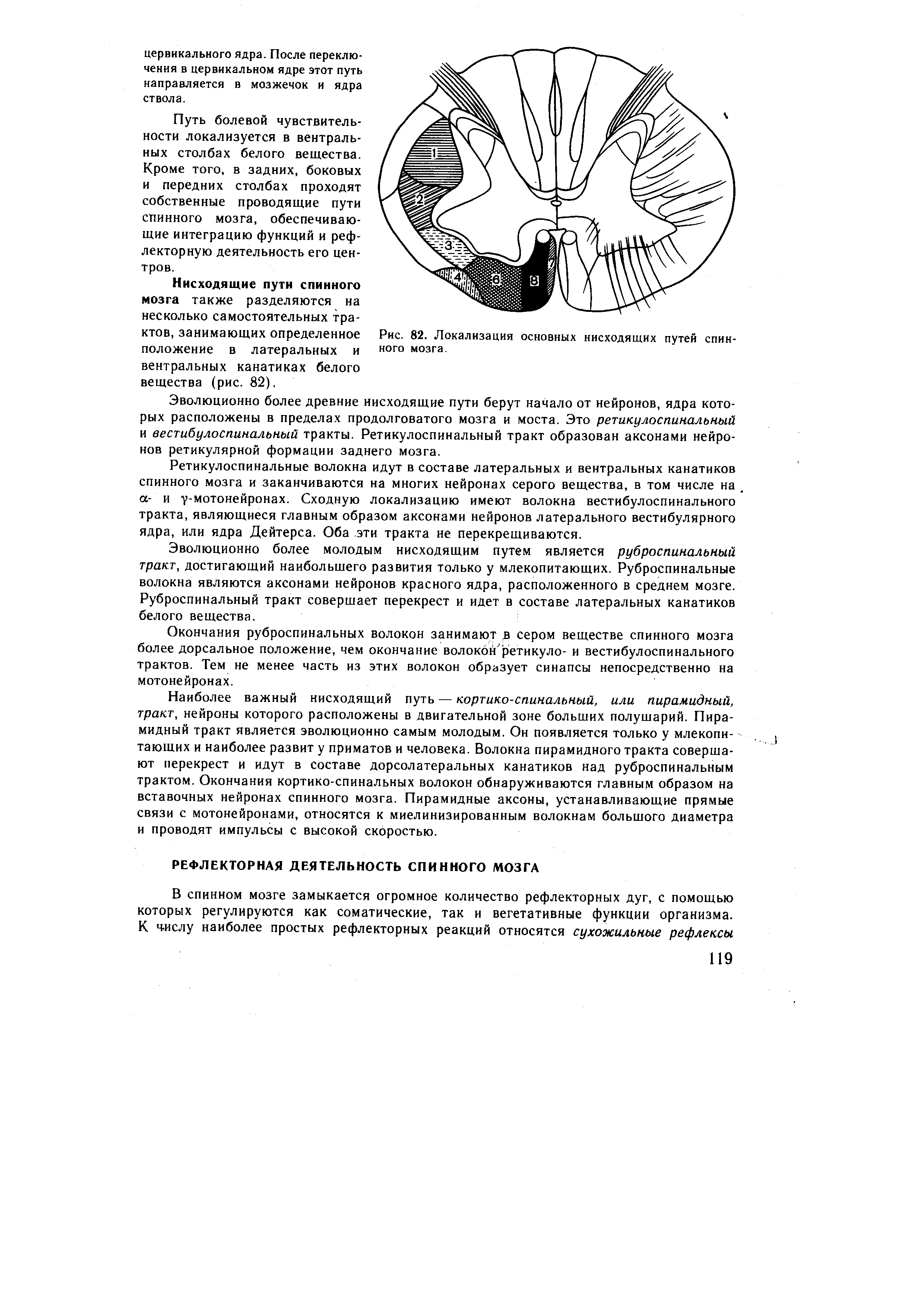 Рис. 82. Локализация основных нисходящих путей спинного мозга.