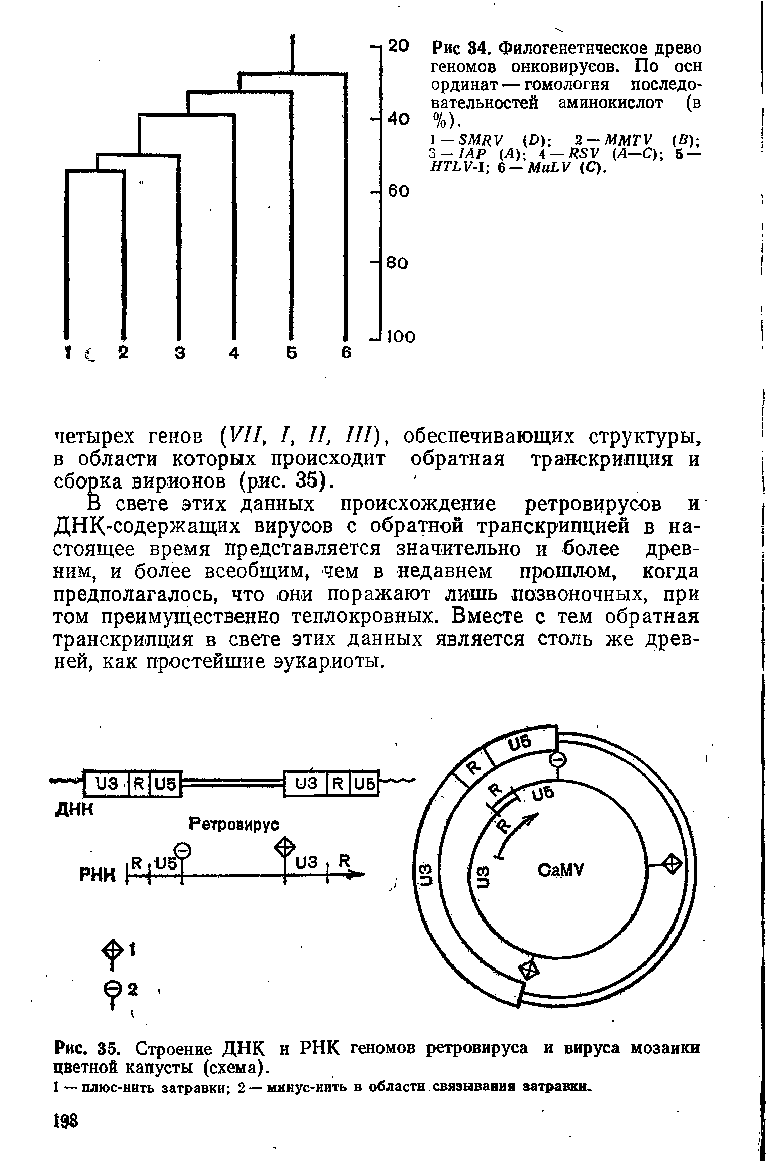 Рис. 35. Строение ДНК н РНК геномов ретровируса н вируса мозаики цветной капусты (схема).