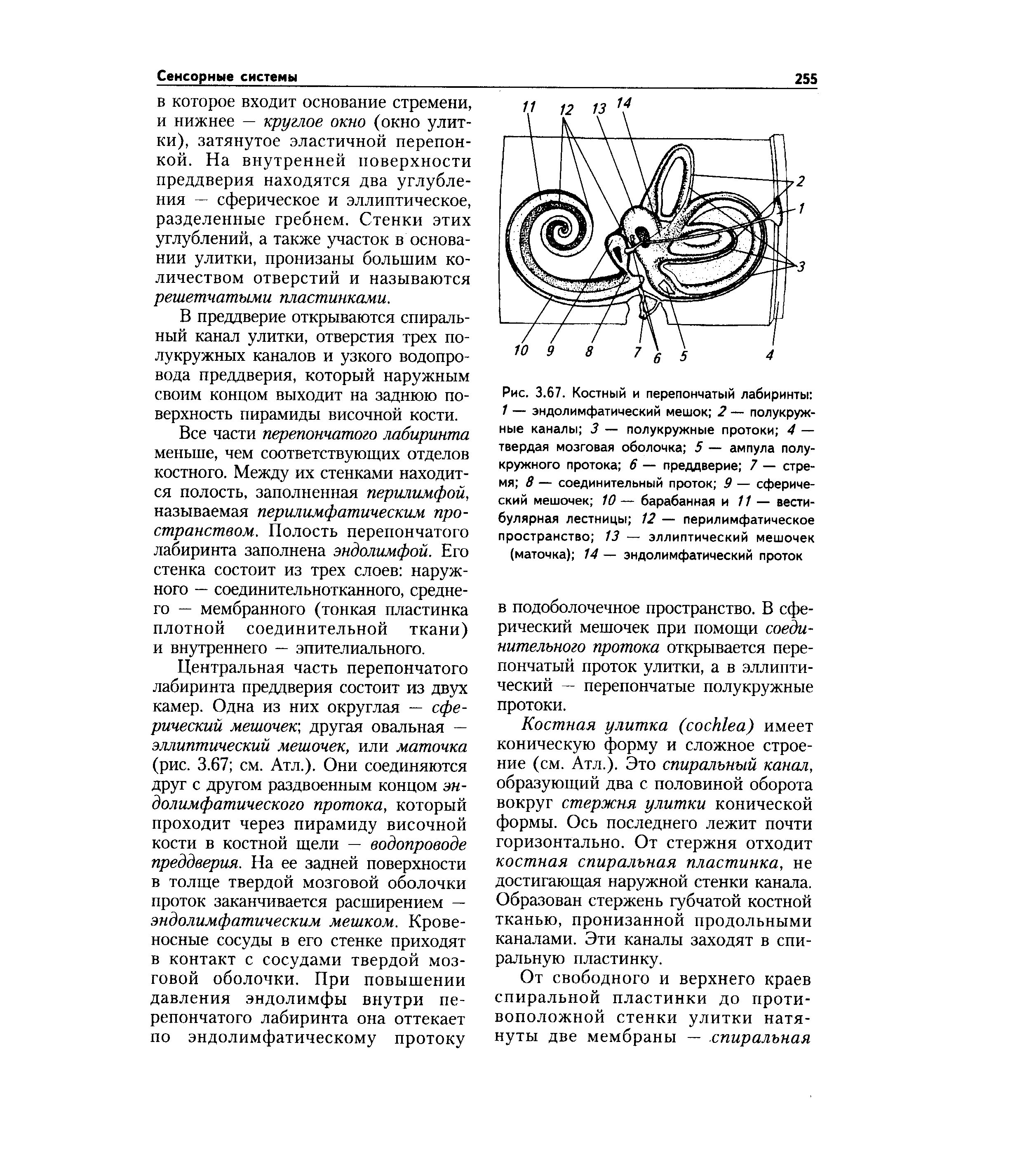 Рис. 3.67. Костный и перепончатый лабиринты 1 — эндолимфатический мешок 2 — полукружные каналы 3 — полукружные протоки 4 — твердая мозговая оболочка 5 — ампула полукружного протока 6 — преддверие 7 — стремя 8 — соединительный проток 9 — сферический мешочек 10 — барабанная и 11 — вестибулярная лестницы 12 — перилимфатическое пространство 13 — эллиптический мешочек (маточка) 14 — эндолимфатический проток...