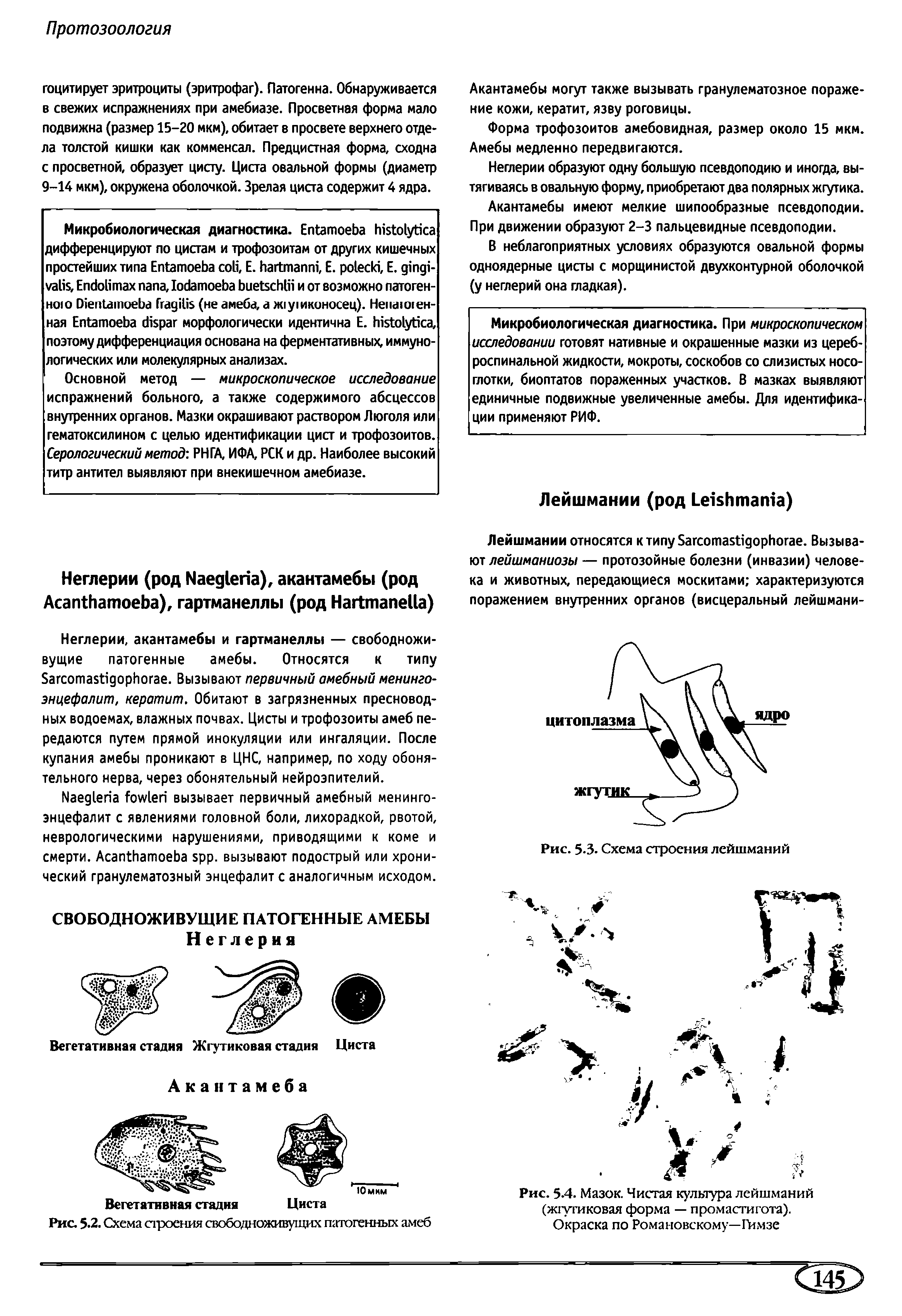 Рис. 5.4. Мазок. Чистая культура лейшманий (жгутиковая форма — промастигота). Окраска по Романовскому—Гимзе...