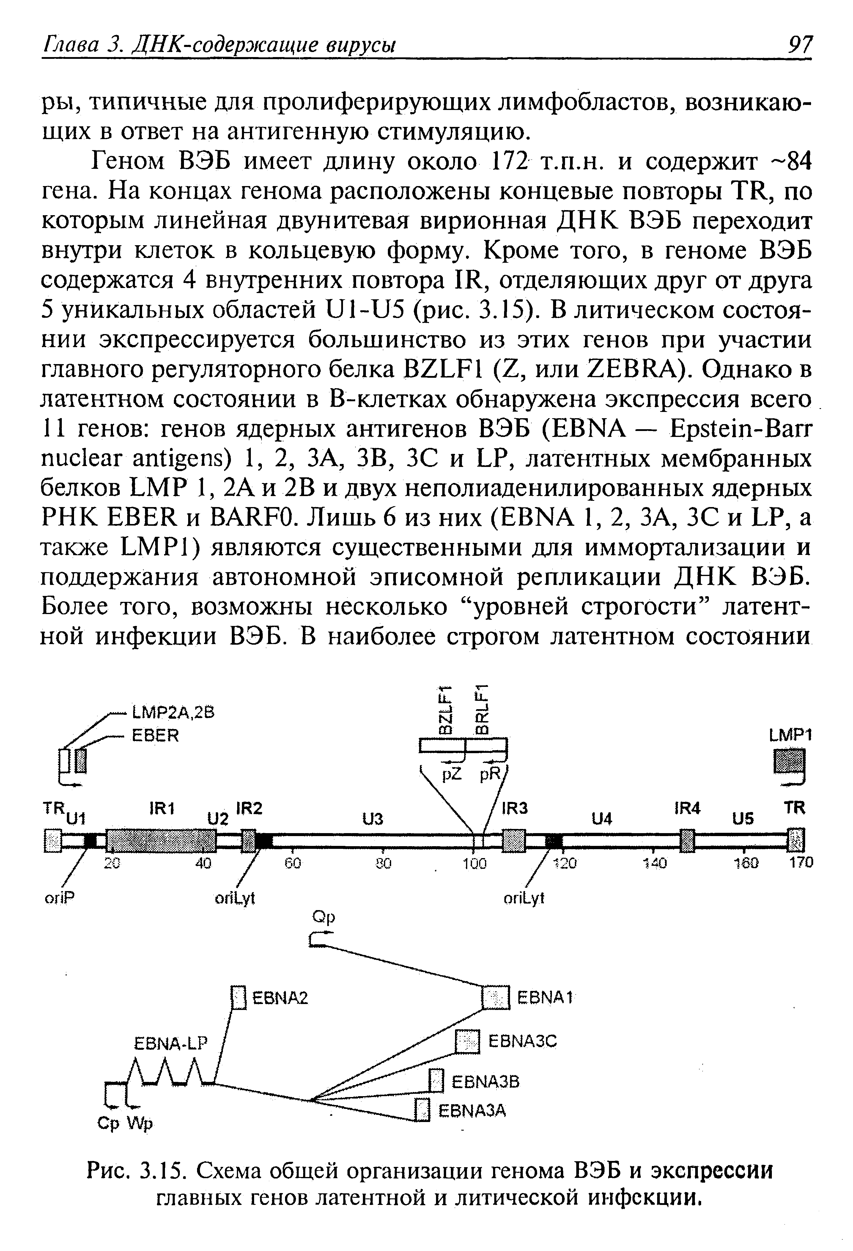 Рис. 3.15. Схема общей организации генома ВЭБ и экспрессии главных генов латентной и литической инфекции.