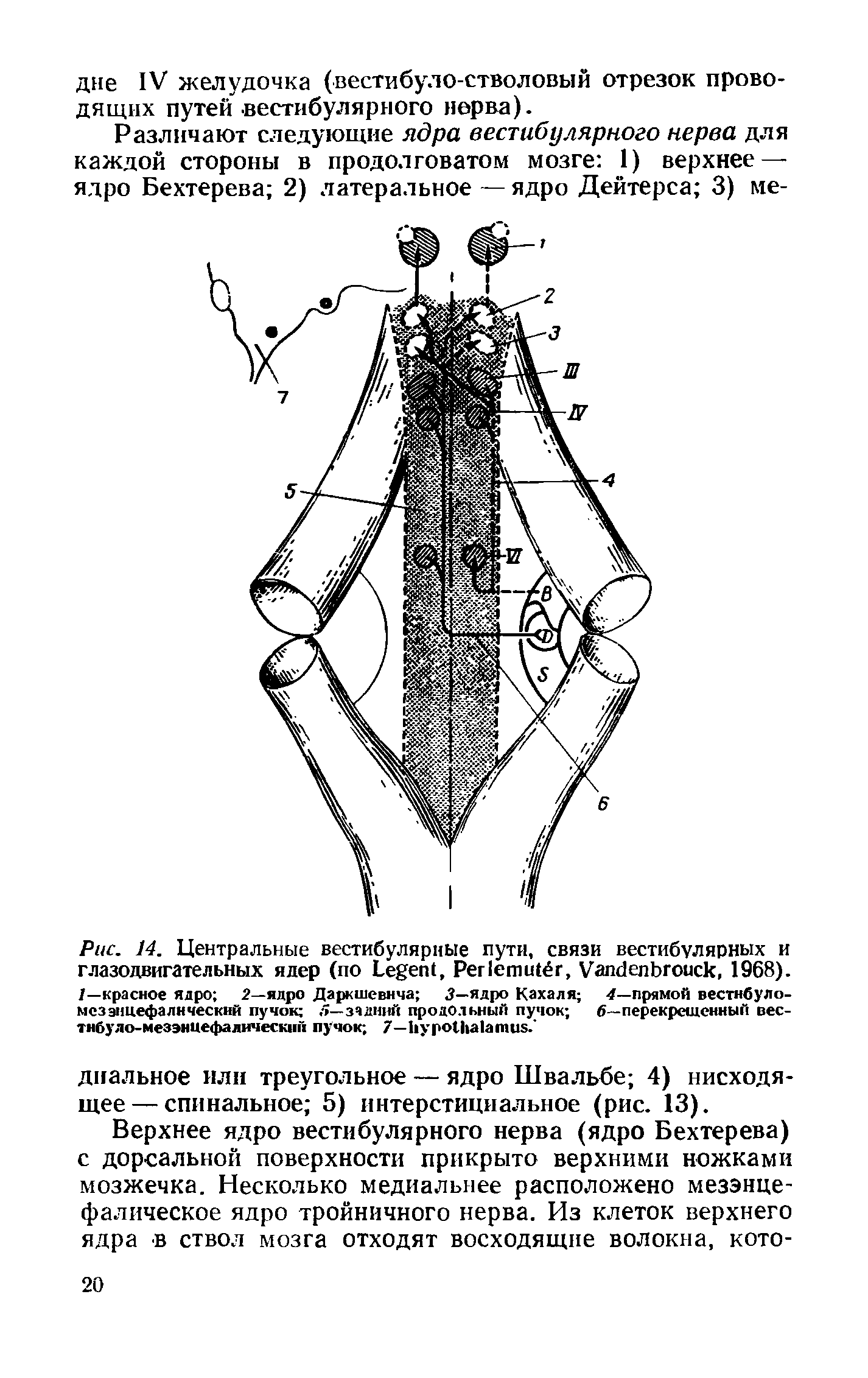 Рис. 14. Центральные вестибулярные пути, связи вестибулярных и глазодвигательных ядер (по ЬеёегН, Рег1ети1ёг, УапйепЬгоиск, 1968). /—красное ядро 2—ядро Даркшевнча 3—ядро Кахаля -/—прямой вестнбуло-мсз энцефалический пучок 5—задний продольный пучок 6—перекрещенный вес-тнбуло-мезэниефалическпй пучок 7—11уро1Ьа1аш115. ...