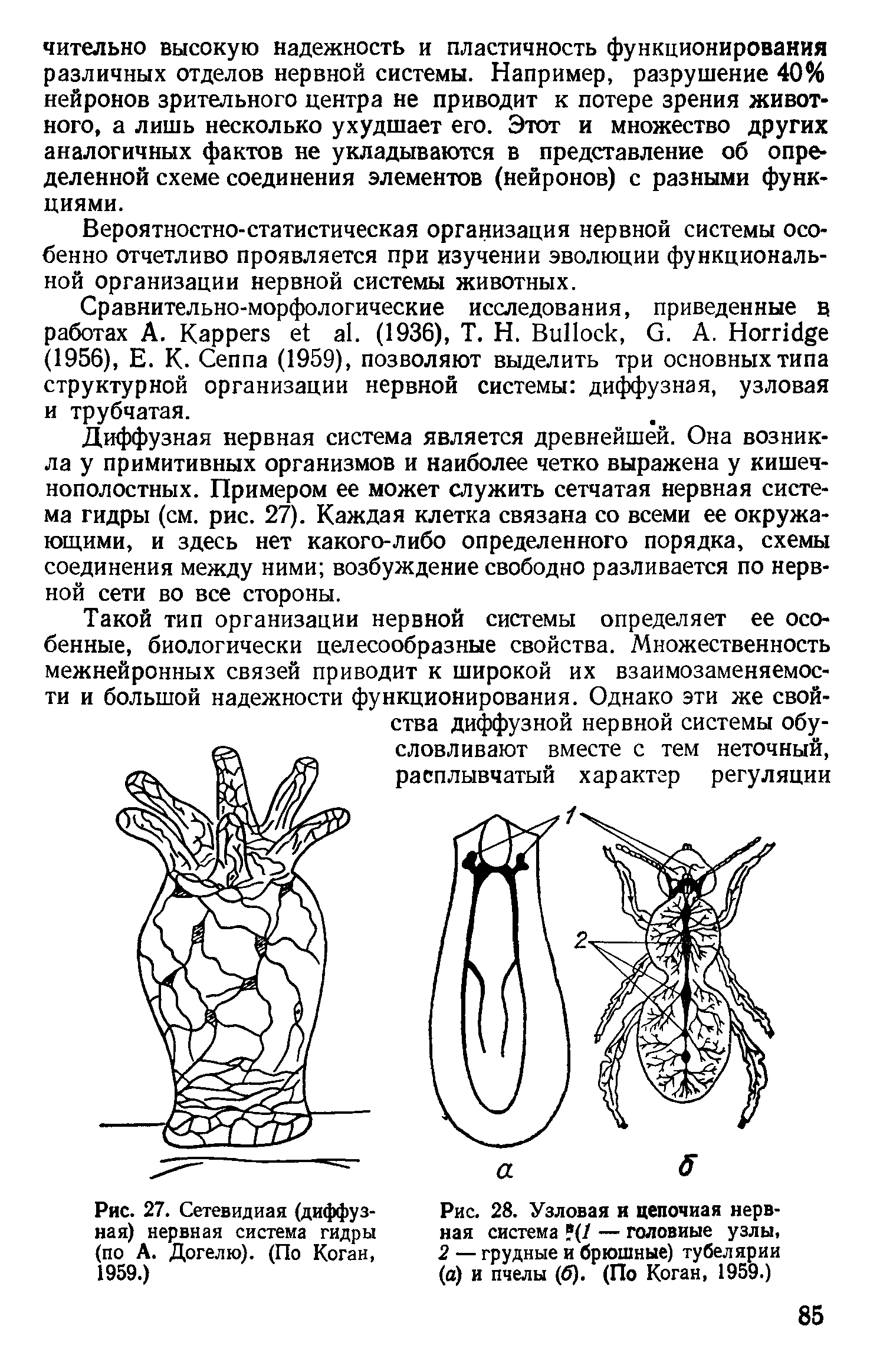 Рис. 27. Сетевидиая (диффузная) нервная система гидры (по А. Догелю). (По Коган, 1959.)...