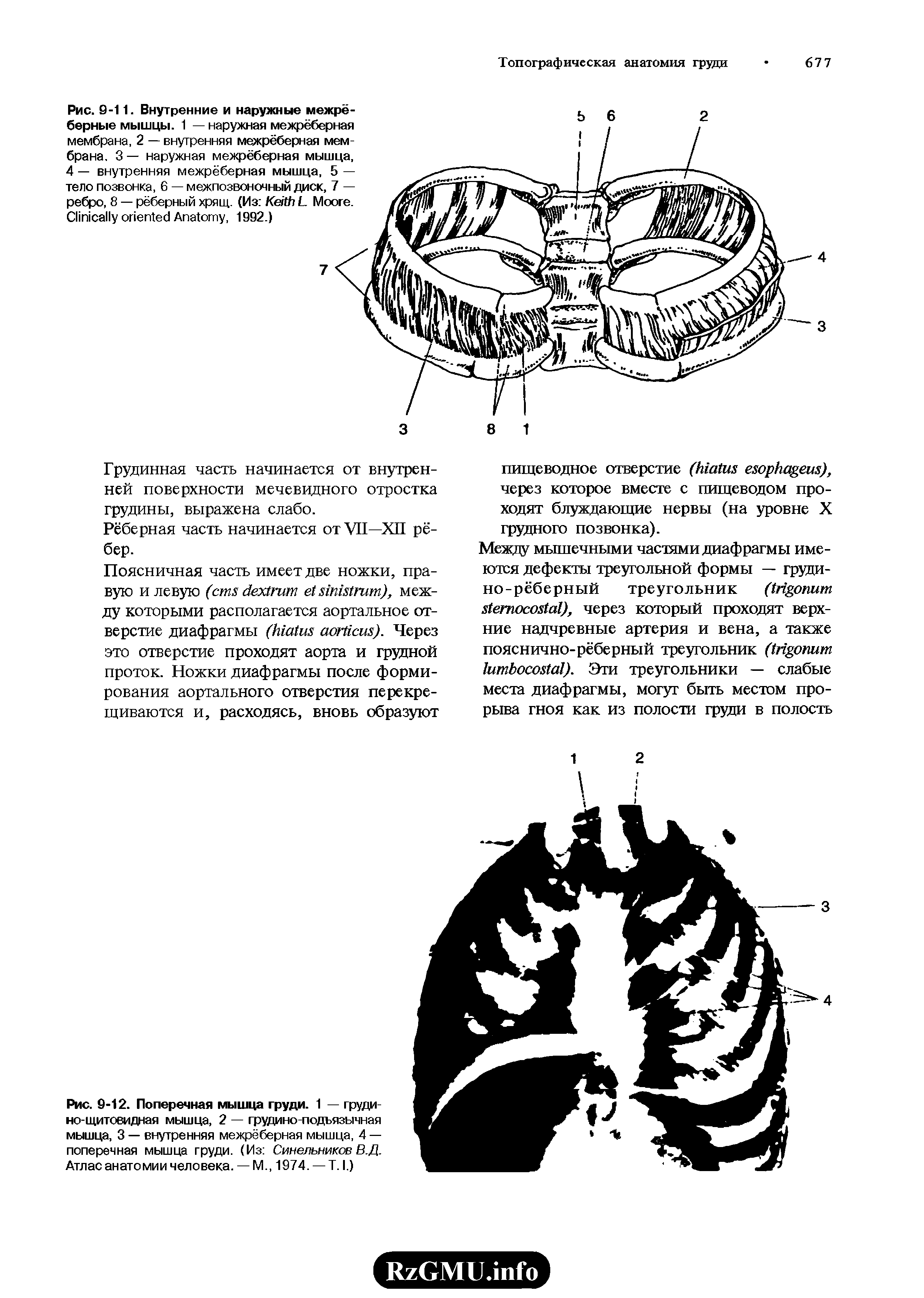 Рис. 9-12. Поперечная мышца груди. 1 — грудино-щитовидная мышца, 2 — грудино-подъязычная мышца, 3 — внутренняя межрёберная мышца, 4 — поперечная мышца груди. (Из Синельников В.Д. Атлас анатомии человека. — М., 1974. — Т. I.)...