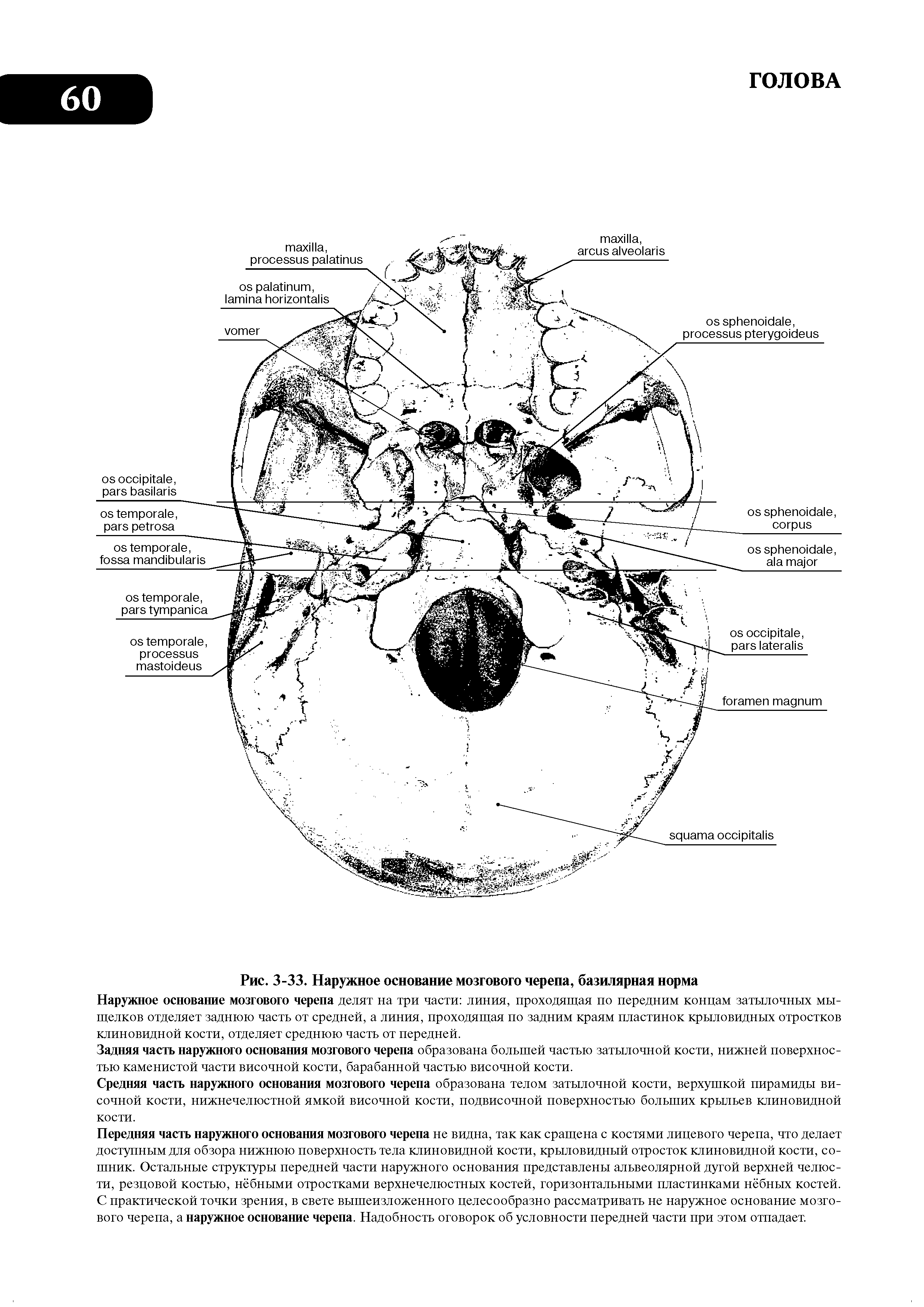 Рис. 3-33. Наружное основание мозгового черепа, базилярная норма...