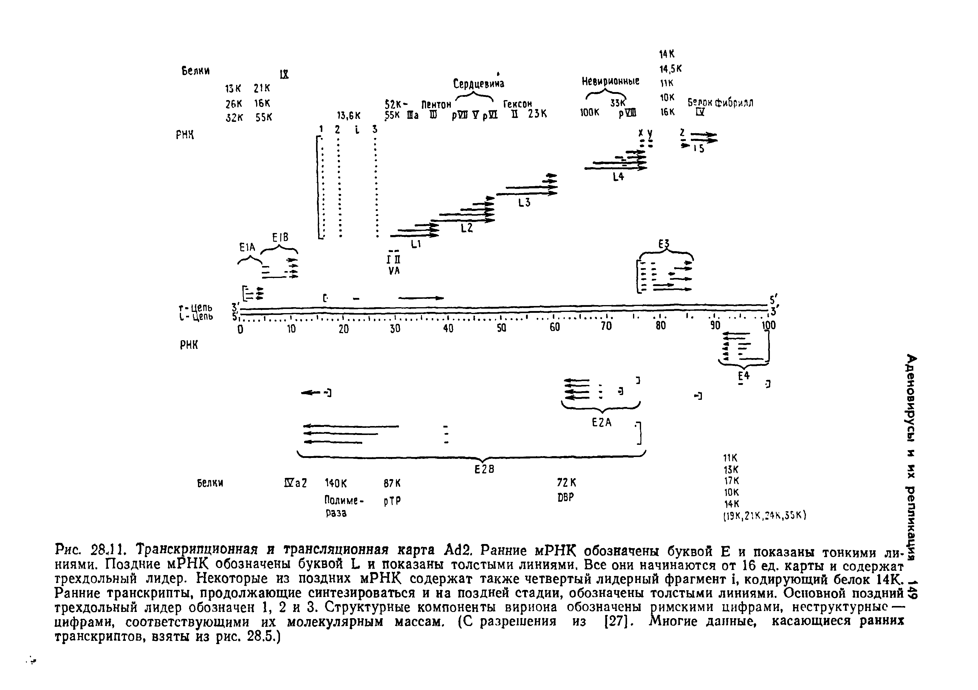 Рис. 28ч11. Транскрипционная я трансляционная карта А62. Ранние мРНК обозначены буквой Е и показаны...