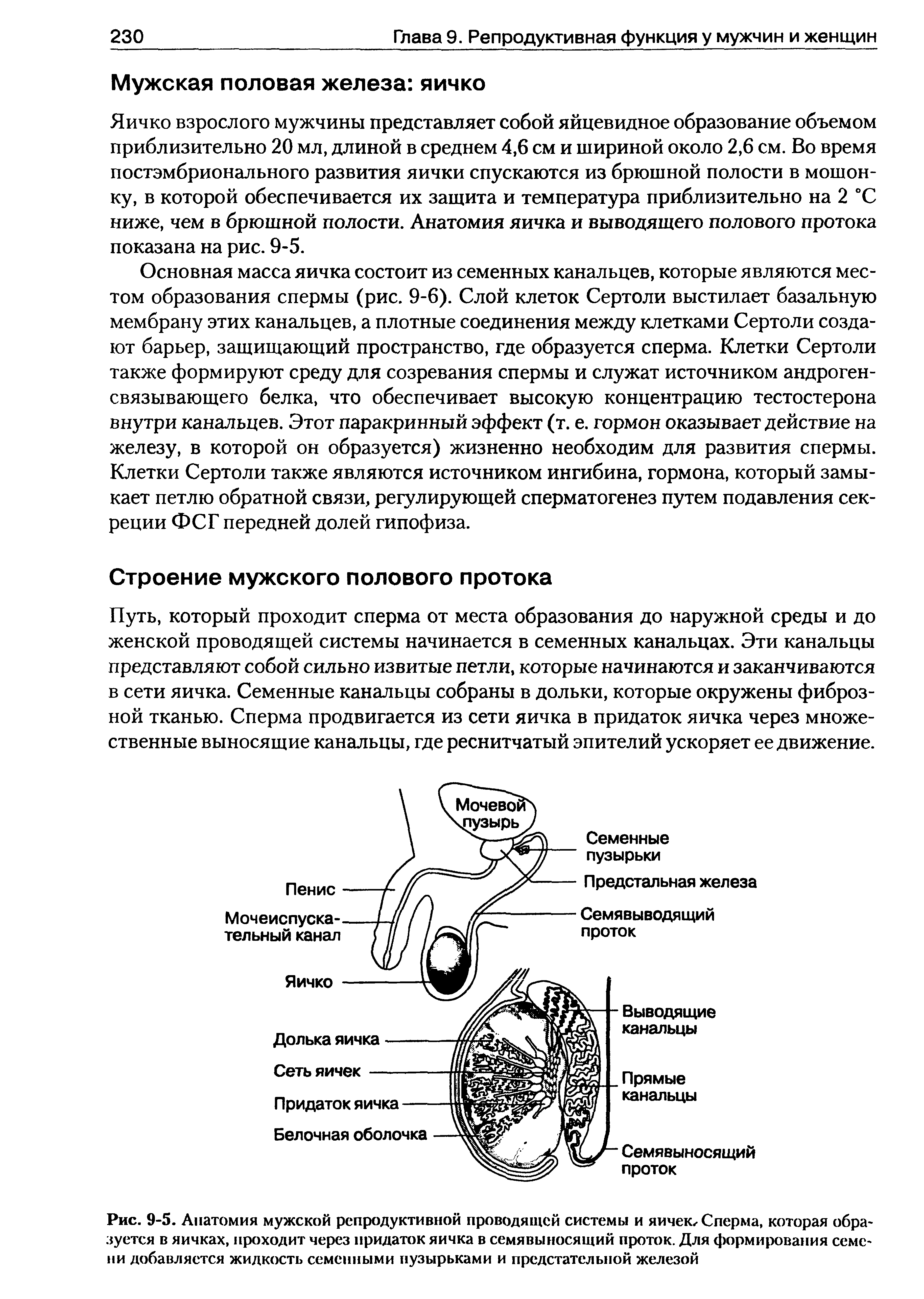 Рис. 9-5. Анатомия мужской репродуктивной проводящей системы и яичек, Сперма, которая образуется в яичках, проходит через придаток яичка в семявыносящий проток. Для формирования семени добавляется жидкость семенными пузырьками и предстательной железой...