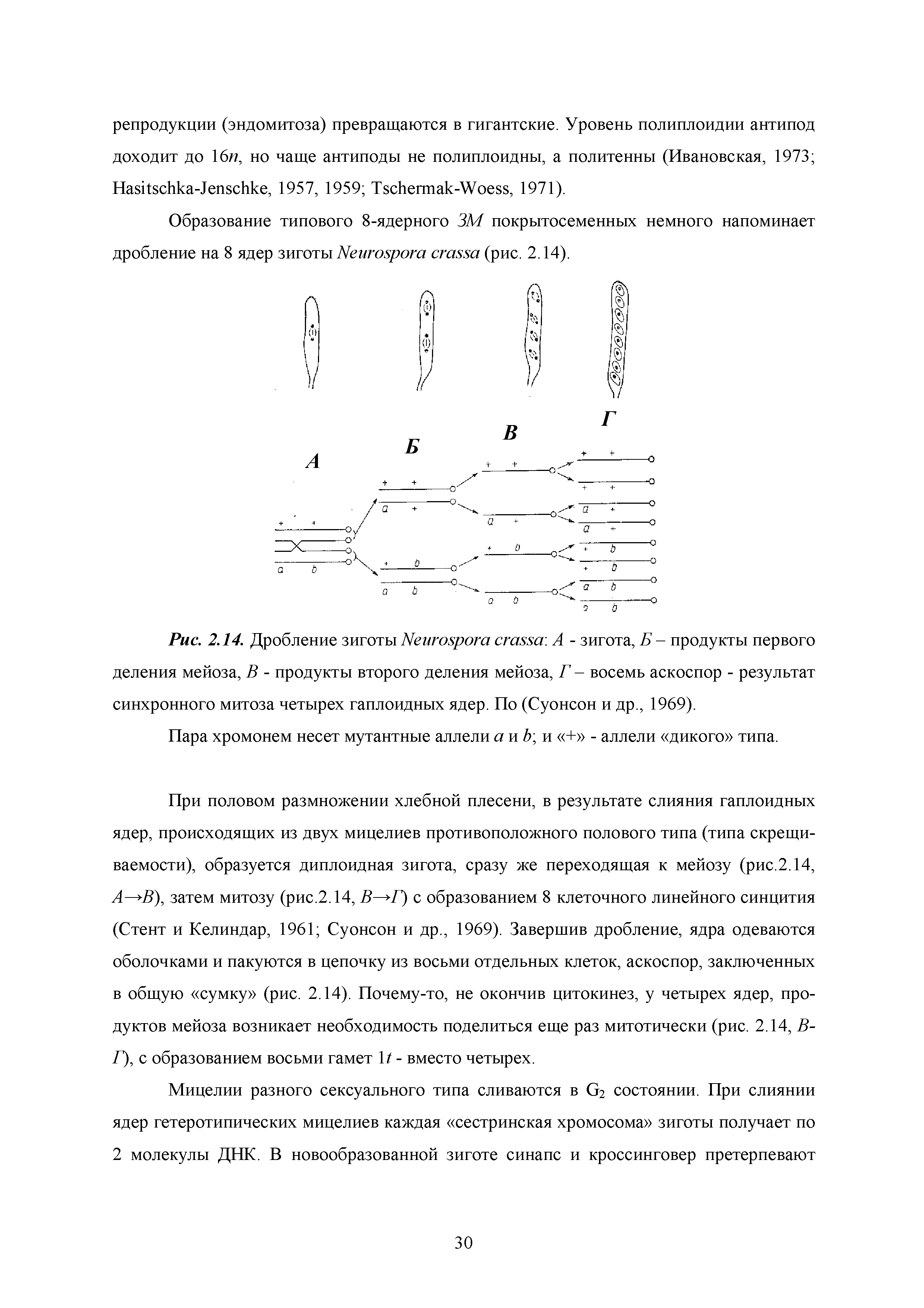 Рис. 2.14. Дробление зиготы Иеигсмрога сга88а А - зигота, Б - продукты первого деления мейоза, В - продукты второго деления мейоза, Г - восемь аскоспор - результат синхронного митоза четырех гаплоидных ядер. По (Суонсон и др., 1969).