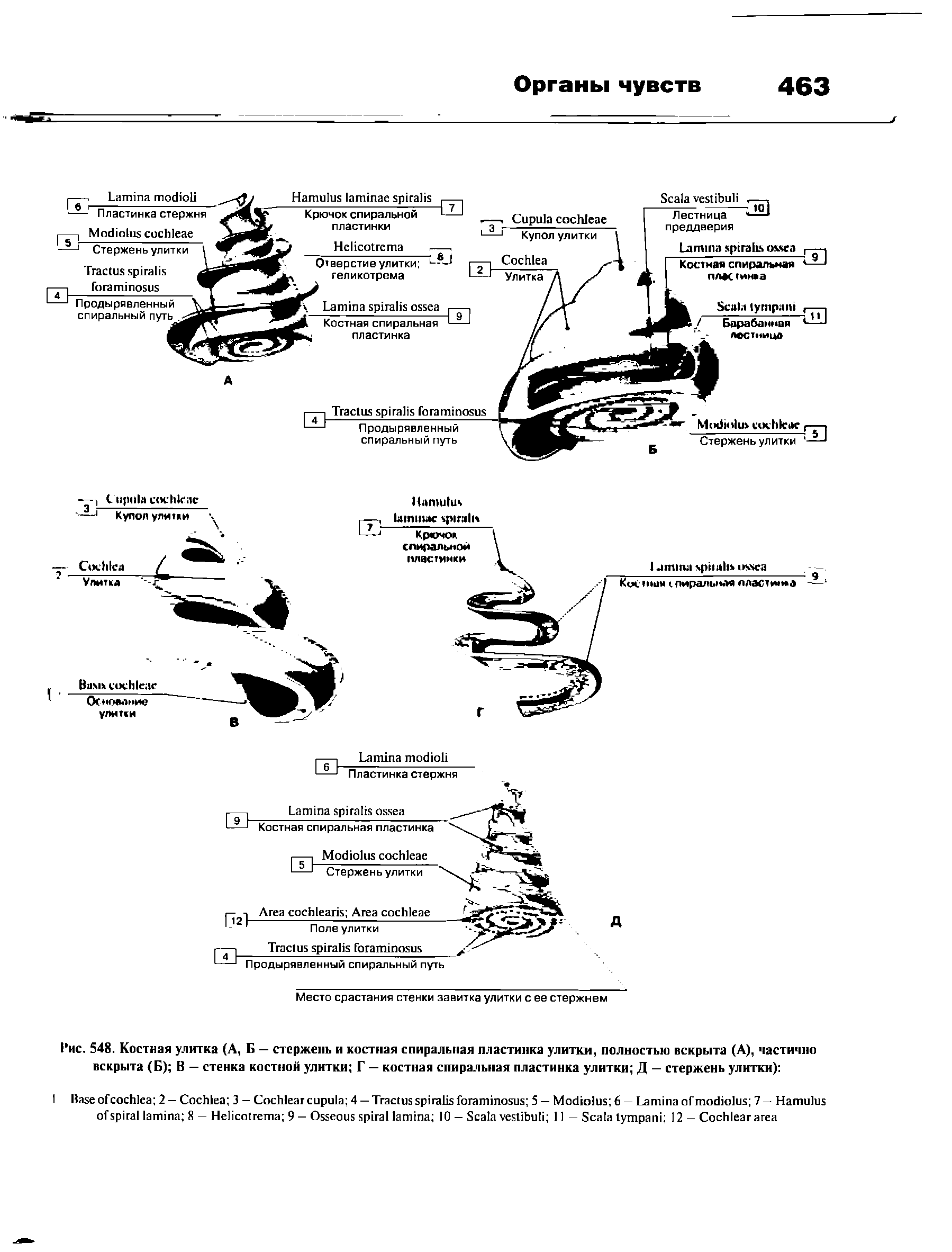 Рис. 548. Костная улитка (А, Б — стержень и костная спиральная пластинка улитки, полностью вскрыта (А), частично вскрыта (Б) В — стенка костной улитки Г — костная спиральная пластинка улитки Д — стержень улитки) ...