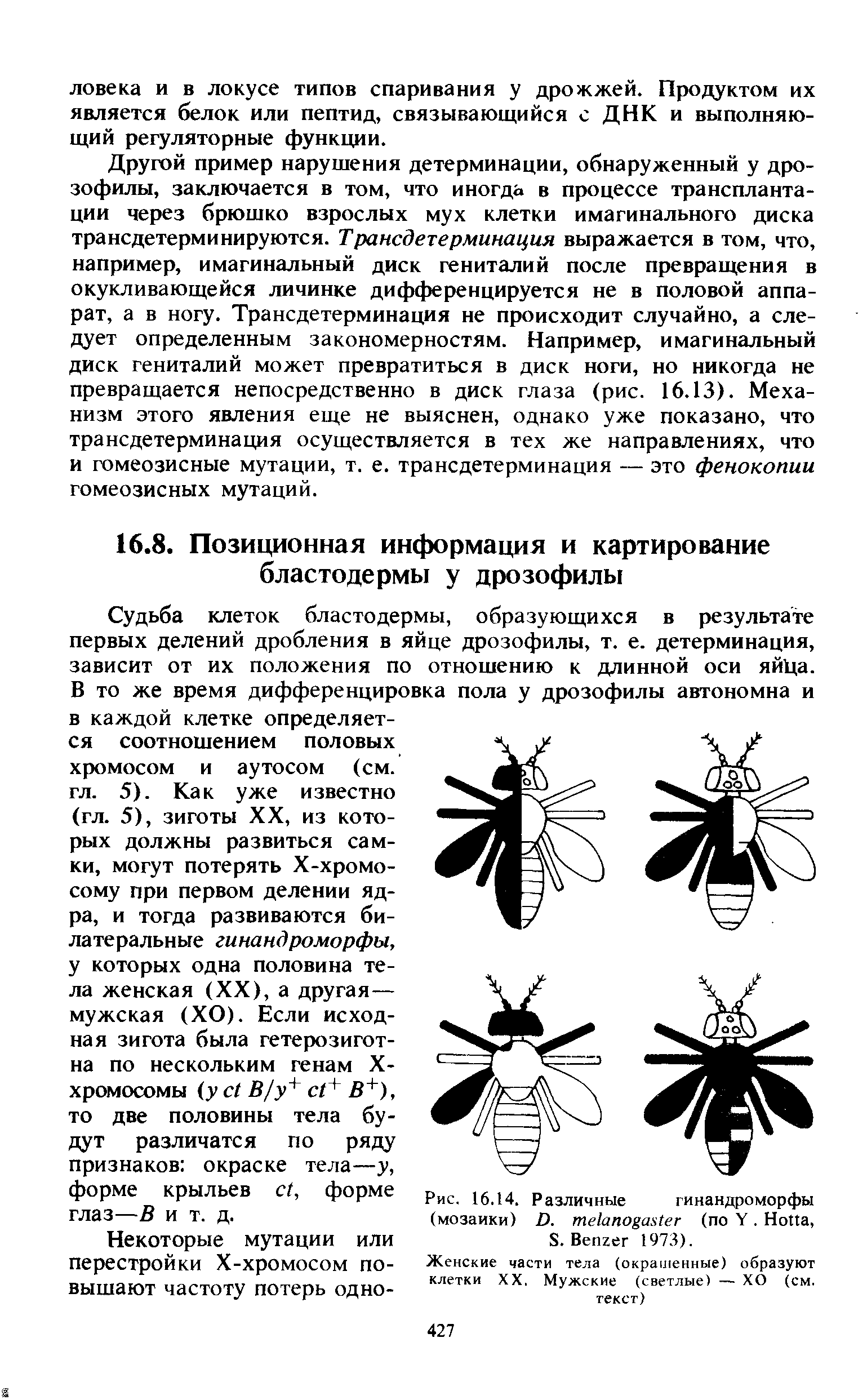 Рис. 16.14. Различные гинандроморфы (мозаики) 7). те1апо ая1ег (по У. НоПа, 8. Вепгег 1973).