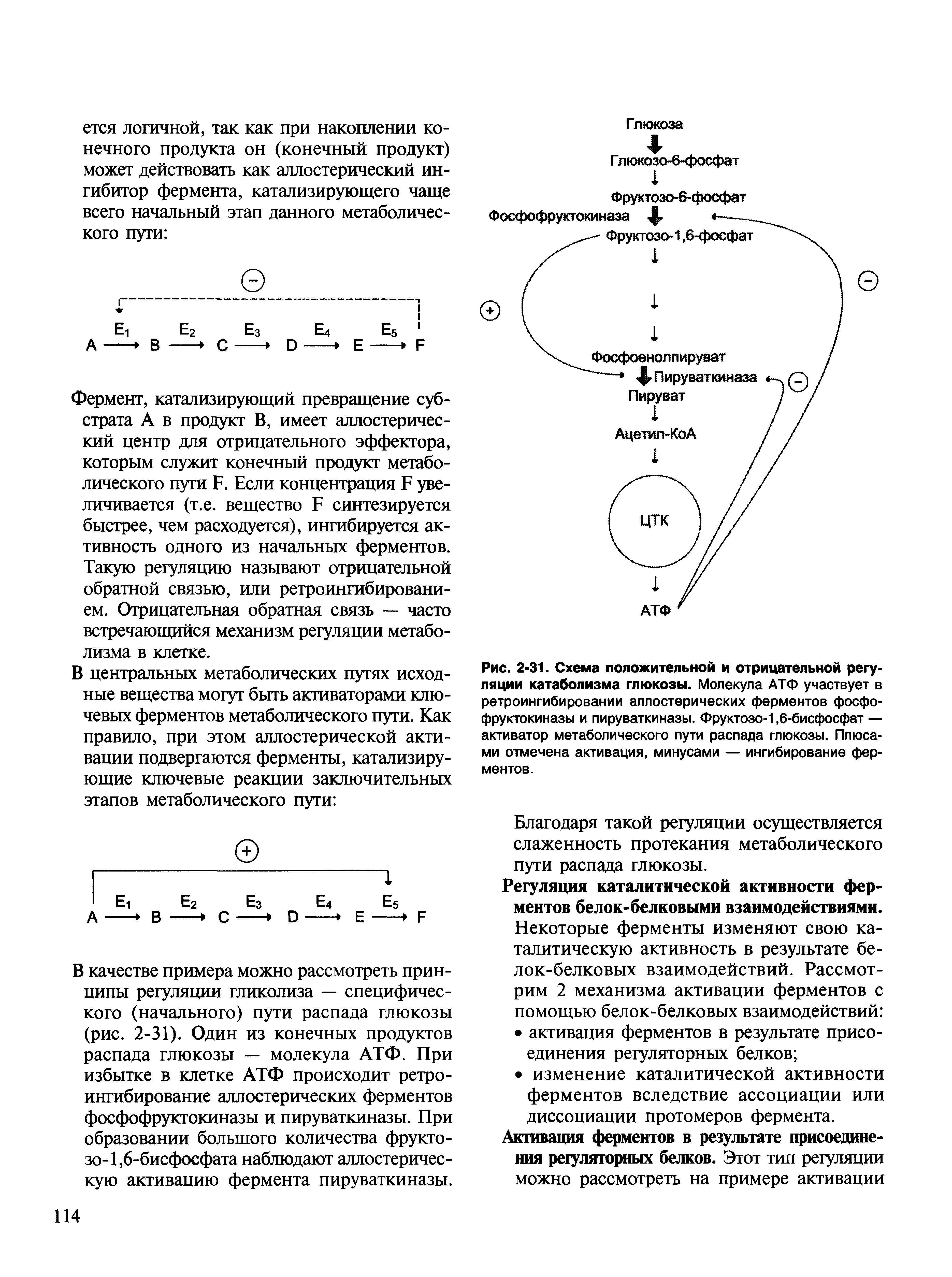 Рис. 2-31. Схема положительной и отрицательной регуляции катаболизма глюкозы. Молекула АТФ участвует в ретроингибировании аллостерических ферментов фосфофруктокиназы и пируваткиназы. Фруктозо-1,6-бисфосфат — активатор метаболического пути распада глюкозы. Плюсами отмечена активация, минусами — ингибирование ферментов.