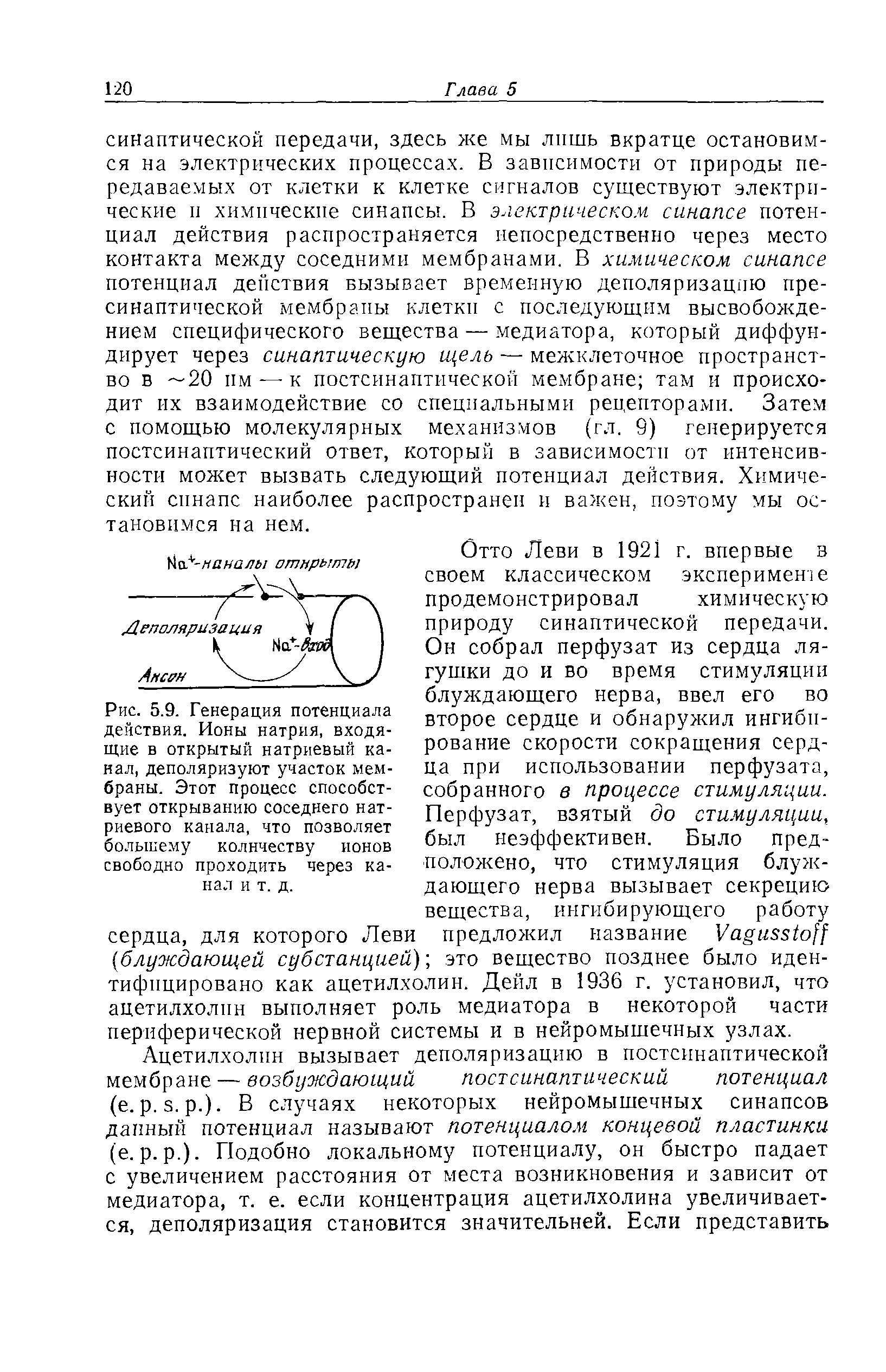 Рис. 5.9. Генерация потенциала действия. Ионы натрия, входящие в открытый натриевый канал, деполяризуют участок мембраны. Этот процесс способствует открыванию соседнего натриевого канала, что позволяет большему количеству ионов свободно проходить через канал и т. д.