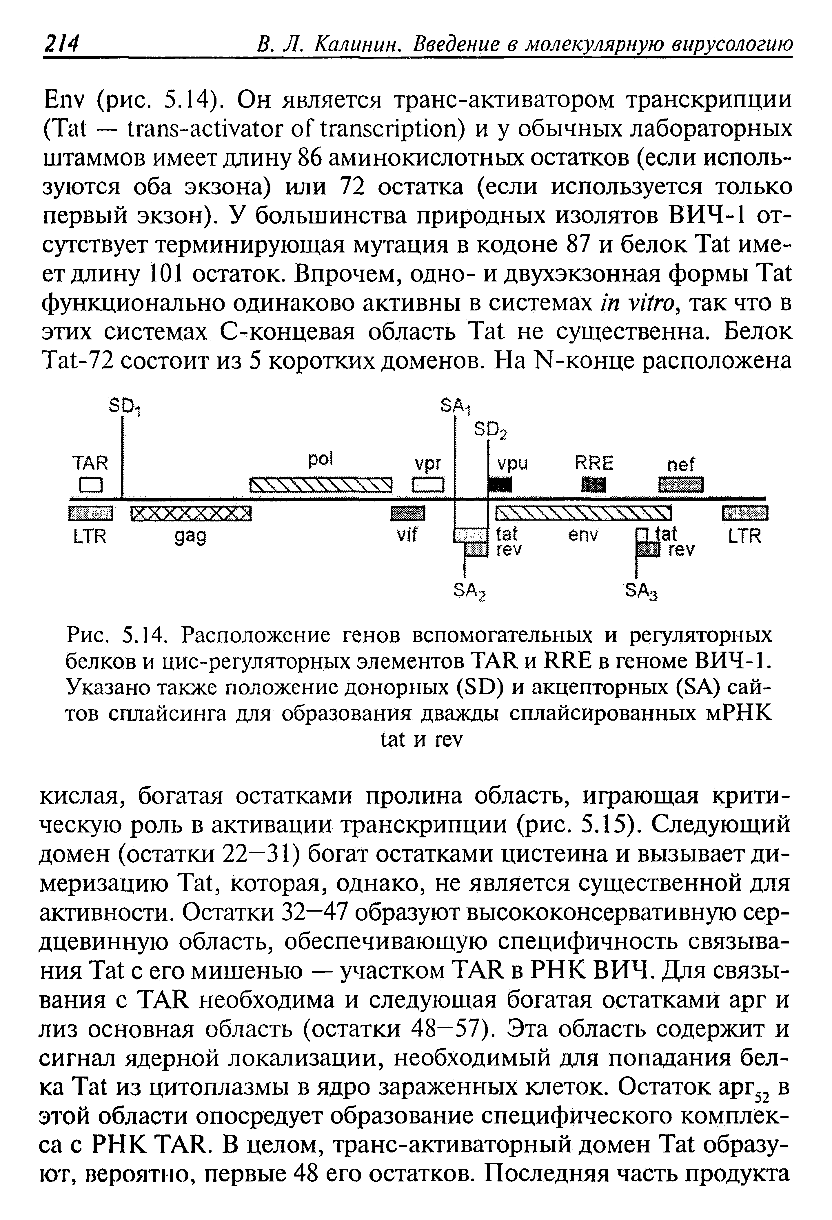 Рис. 5.14. Расположение генов вспомогательных и регуляторных белков и цис-регуляторных элементов TAR и RRE в геноме ВИЧ-1. Указано также положение донорных (SD) и акцепторных (SA) сайтов сплайсинга для образования дважды сплайсированных мРНК и ...