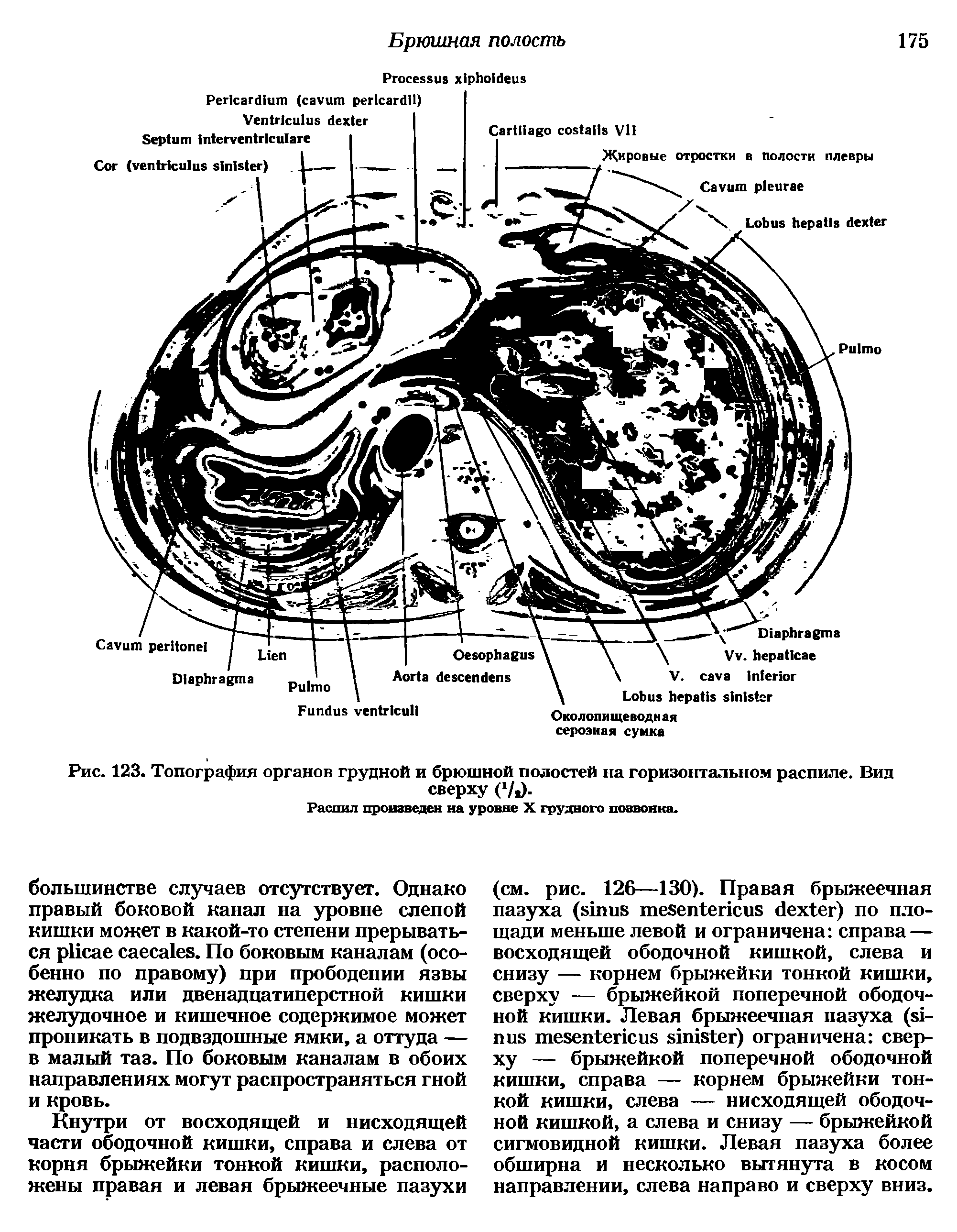 Рис. 123. Топография органов грудной и брюшной полостей на горизонтальном распиле. Вид сверху ( /,).