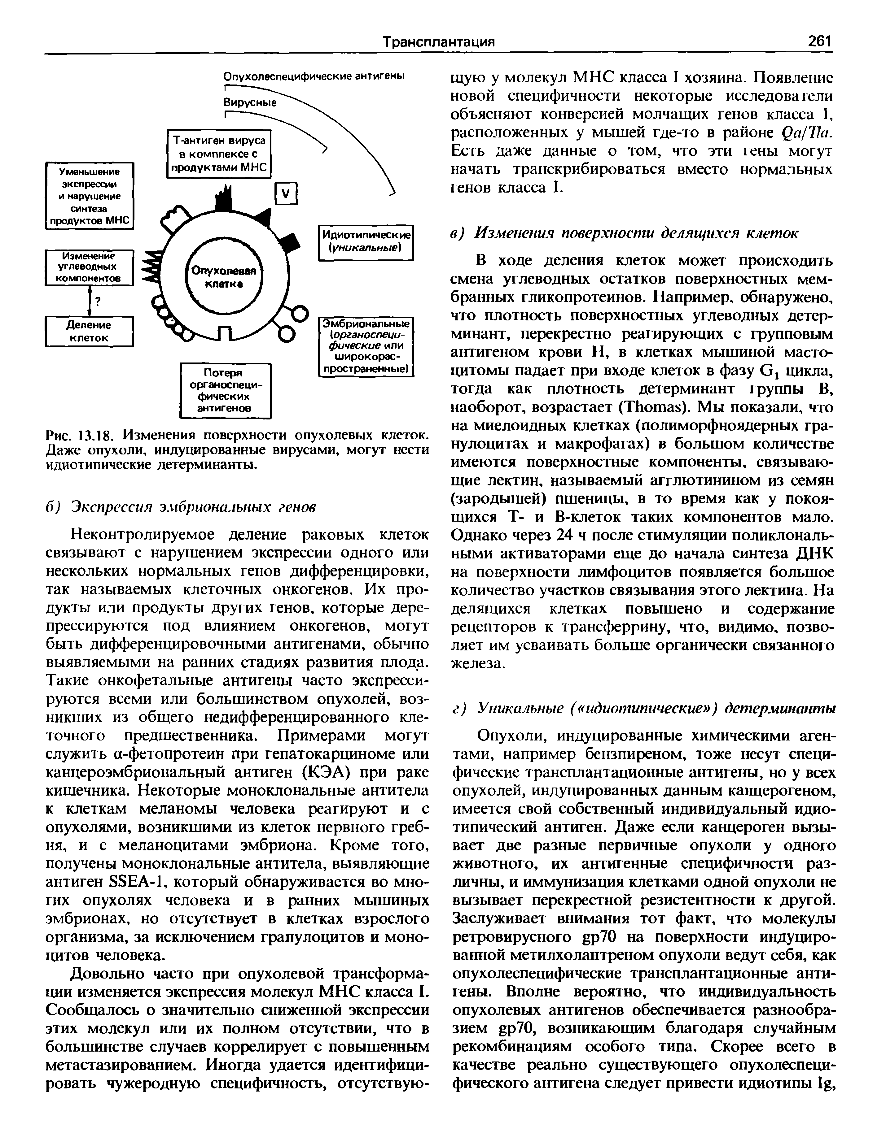 Рис. 13.18. Изменения поверхности опухолевых клеток. Даже опухоли, индуцированные вирусами, могут нести идиотипические детерминанты.