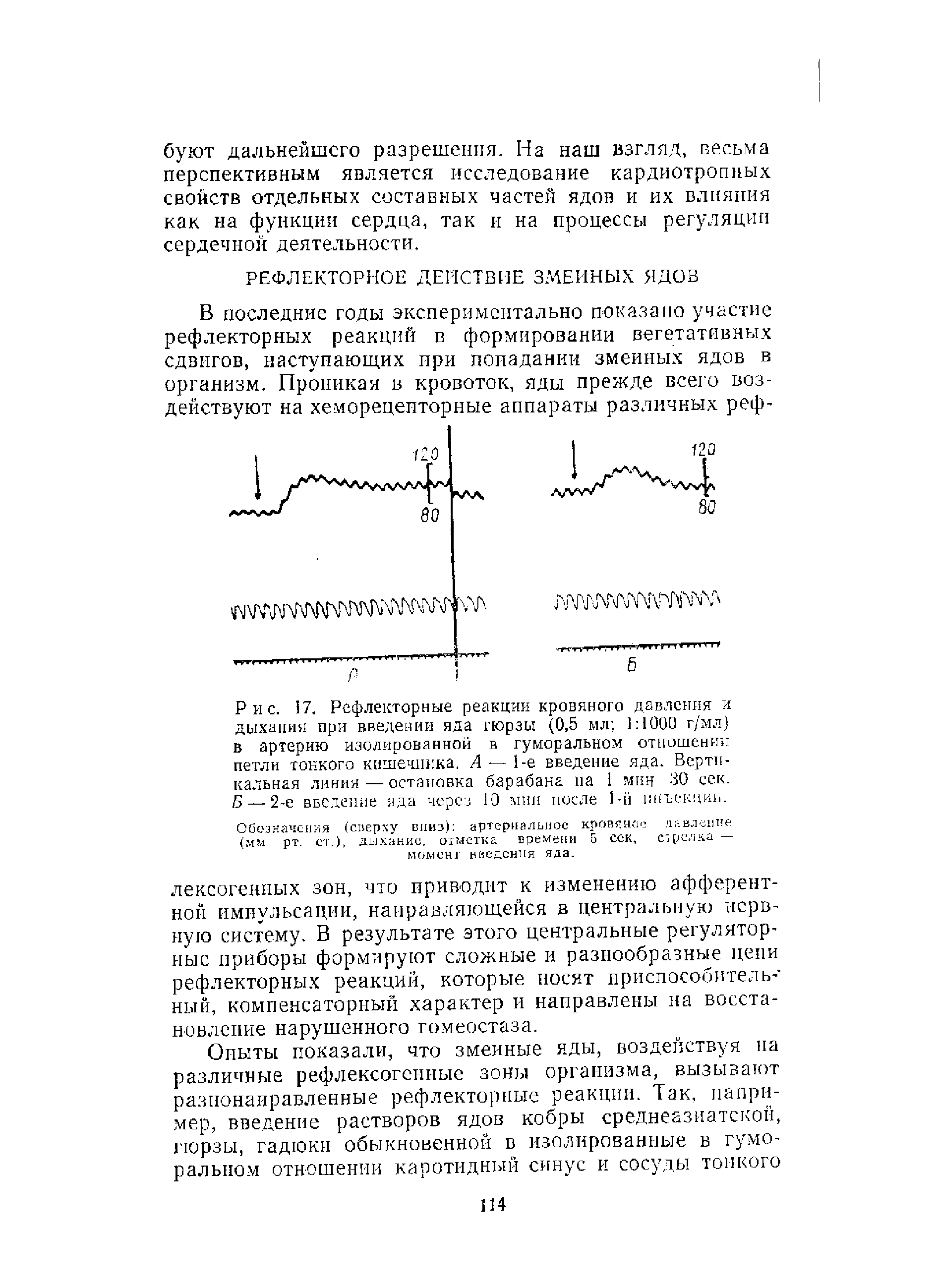 Рис. 17. Рефлекторные реакции кровяного давления и дыхания при введении яда гюрзы (0,5 мл 1 1000 г/мл) в артерию изолированной в гуморальном отношении петли тонкого кишечника. А — 1-е введение яда. Вертикальная линия—остановка барабана на 1 мин 30 сек. Б — 2-е введение яда через 10 мин после 1-й пнъекциь.