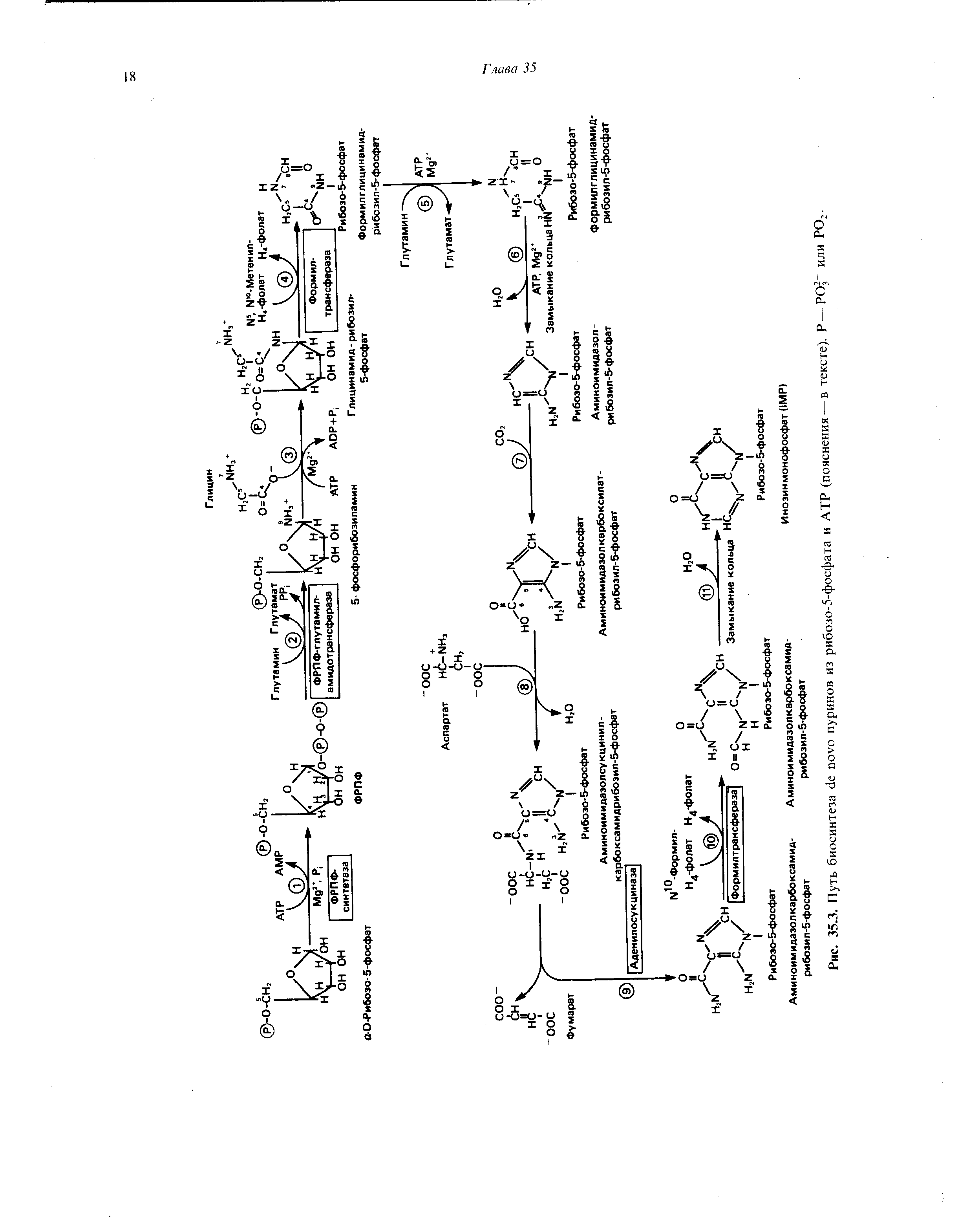 Рис. 35.3. Путь биосинтеза пуринов из рибозо-5-фосфата и АТР (пояснения — в тексте). Р — PO или РО2.
