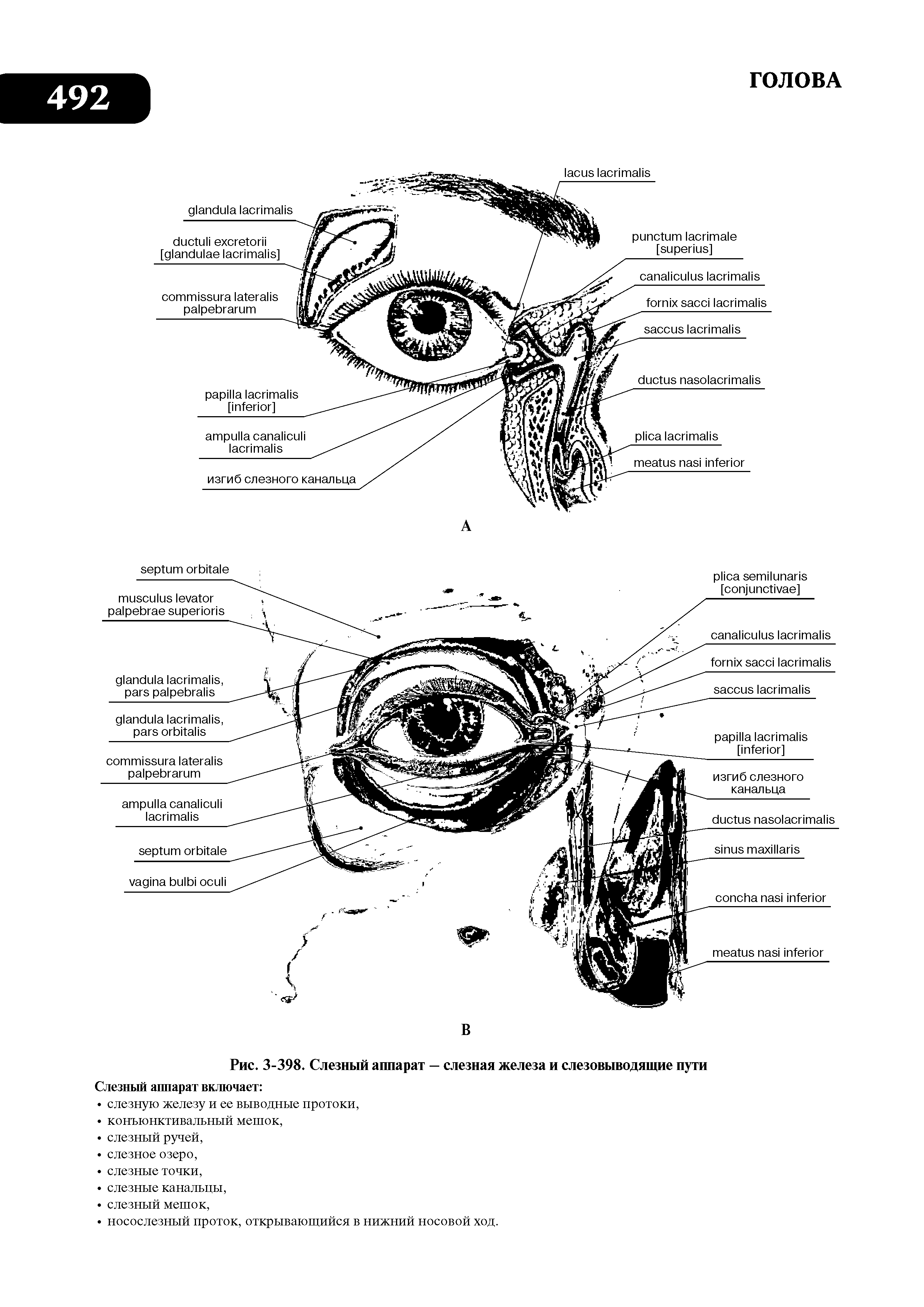 Рис. 3-398. Слезный аппарат — слезная железа и слезовыводящие пути...