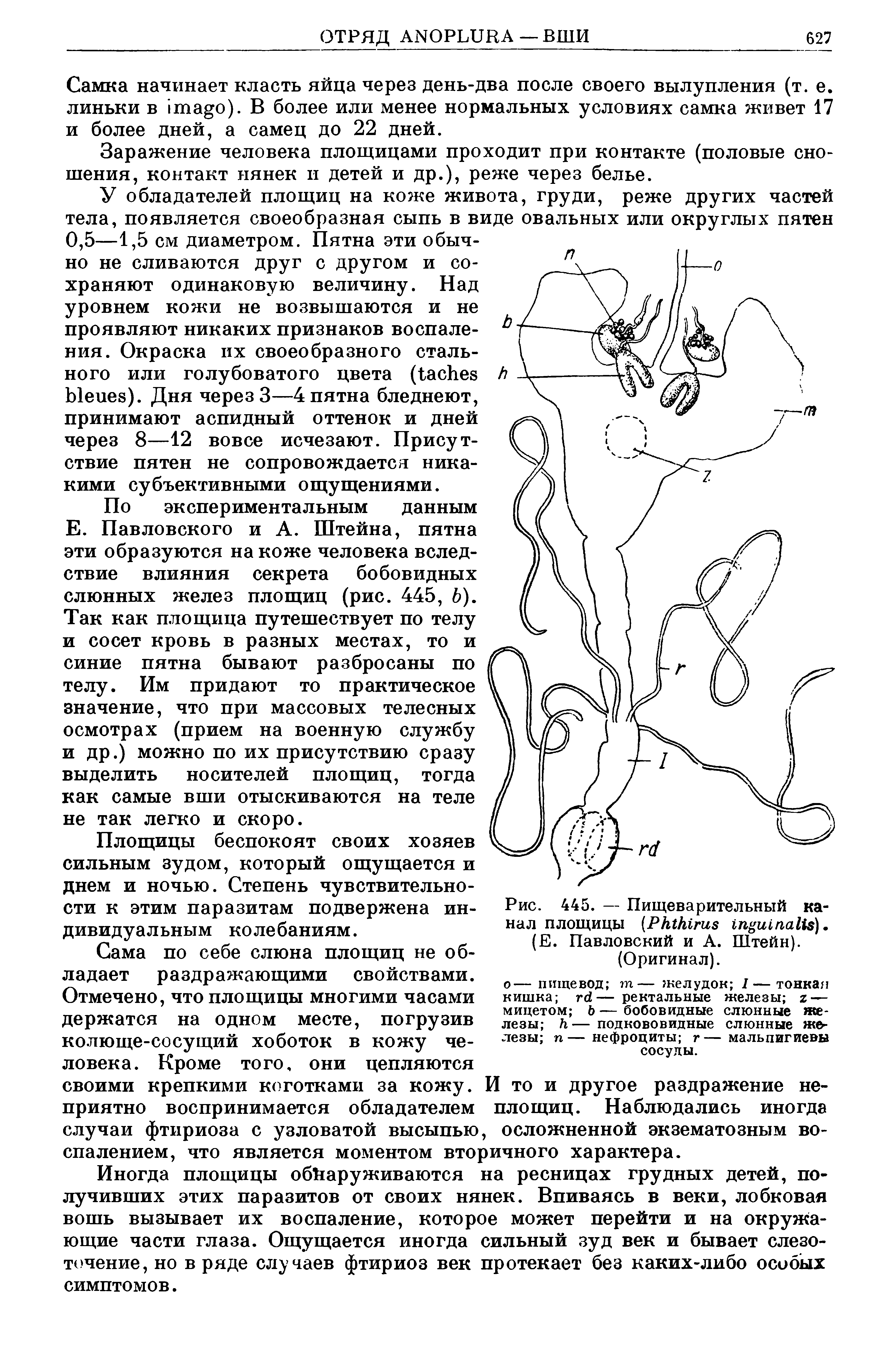 Рис. 445. — Пищеварительный канал площицы (РкШгив 1гь"иь1гаИ ) (Е. Павловский и А. Штейн). (Оригинал).