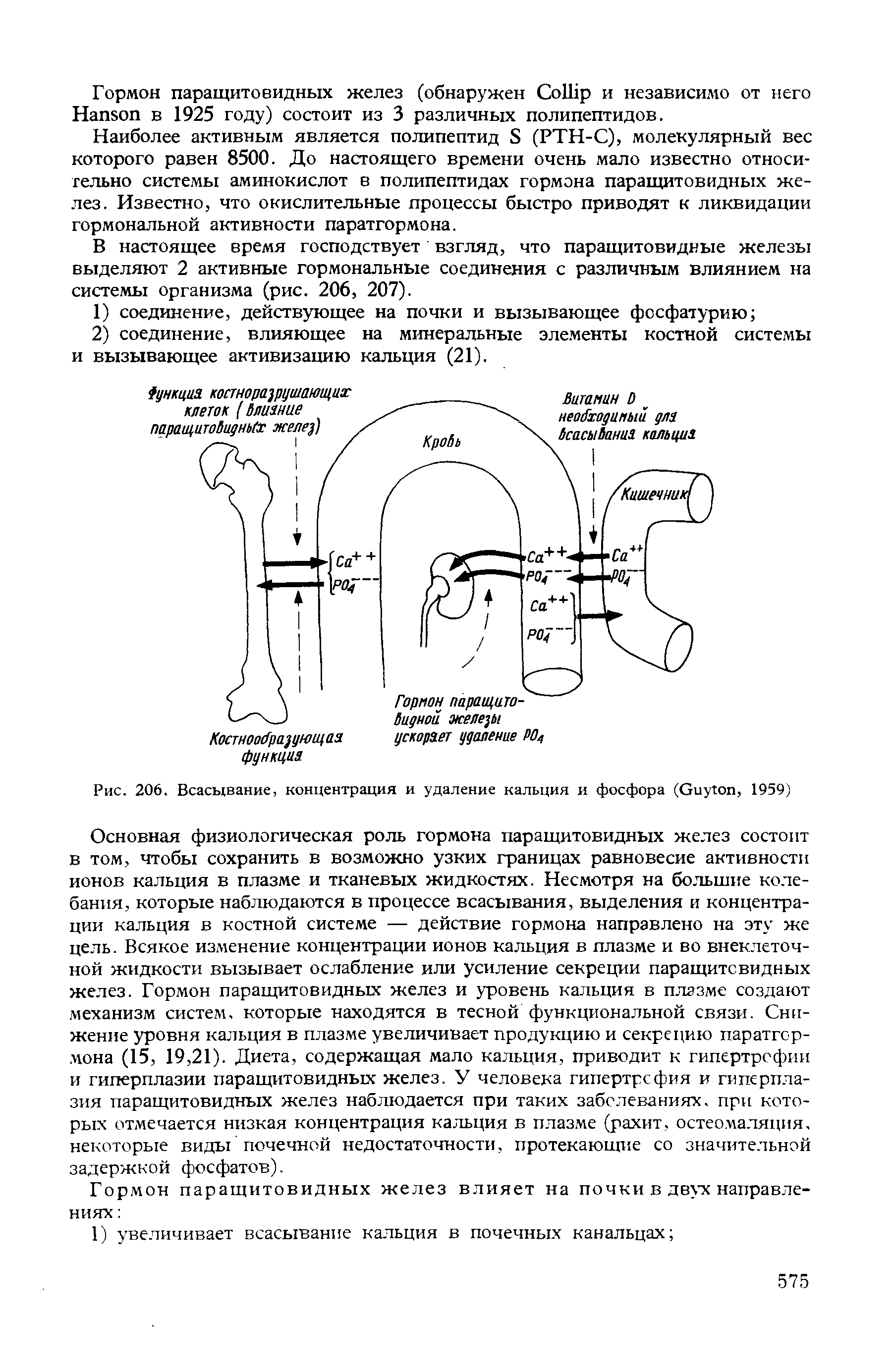 Рис. 206. Всасывание, концентрация и удаление кальция и фосфора (G , 1959)...
